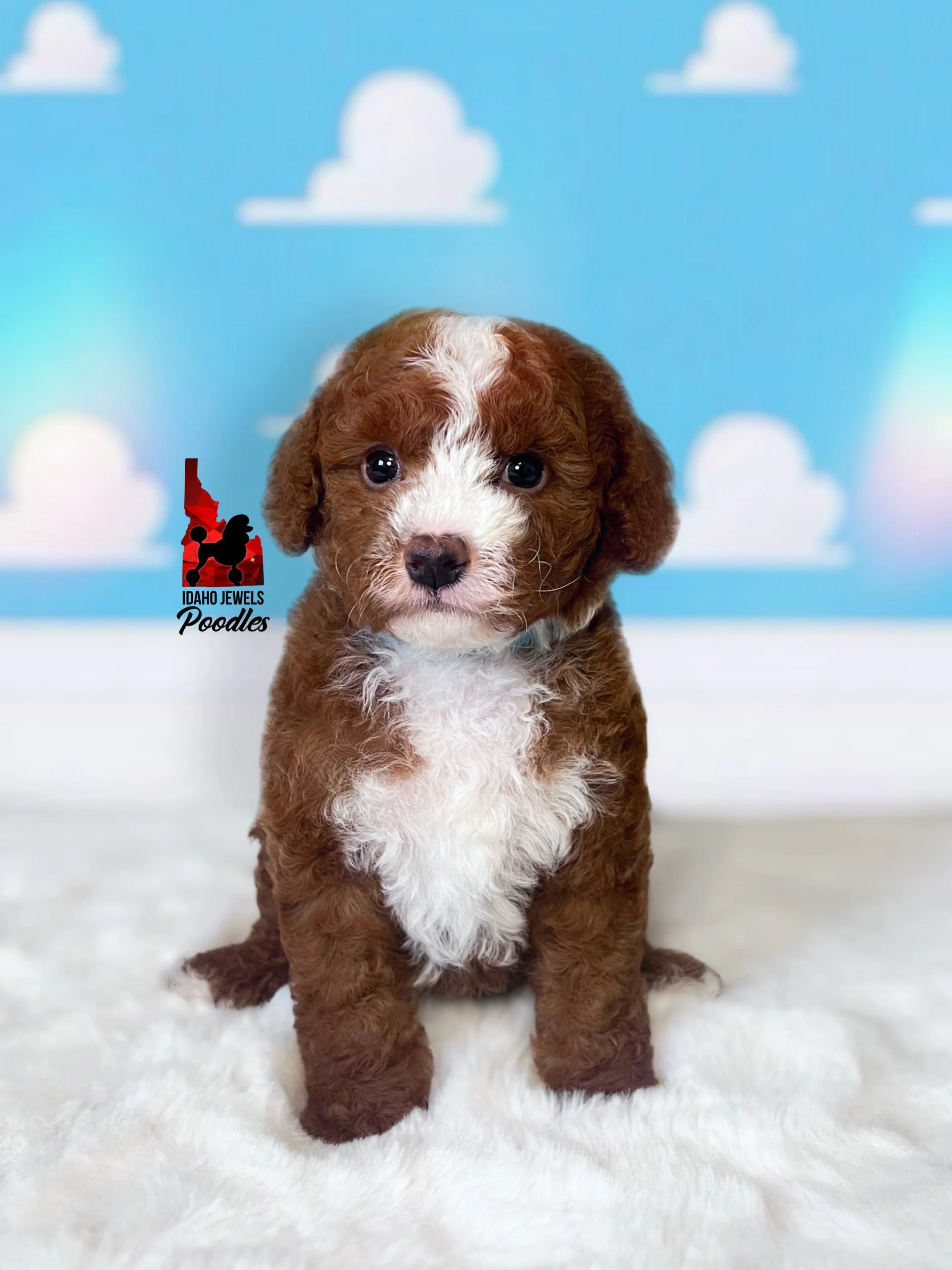 Buzz - 6 wks.jpg
