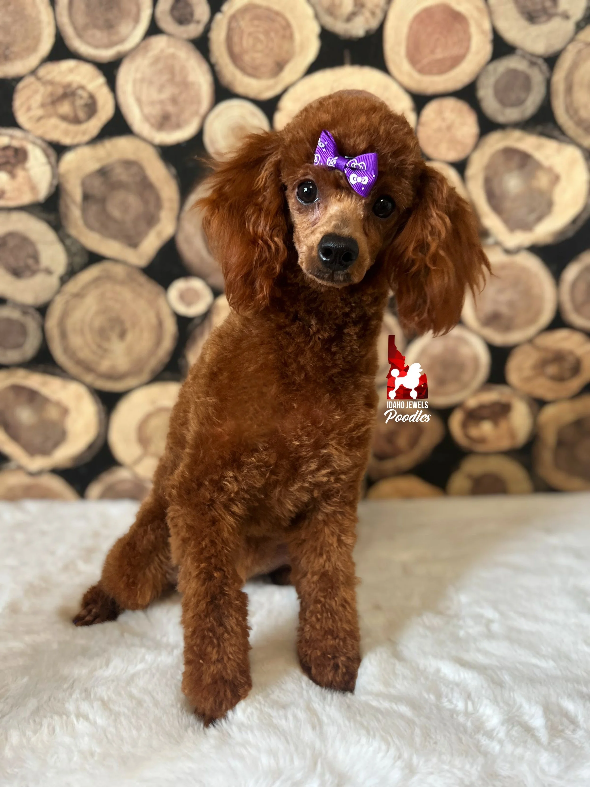 Daphne - shaved face (4).jpeg