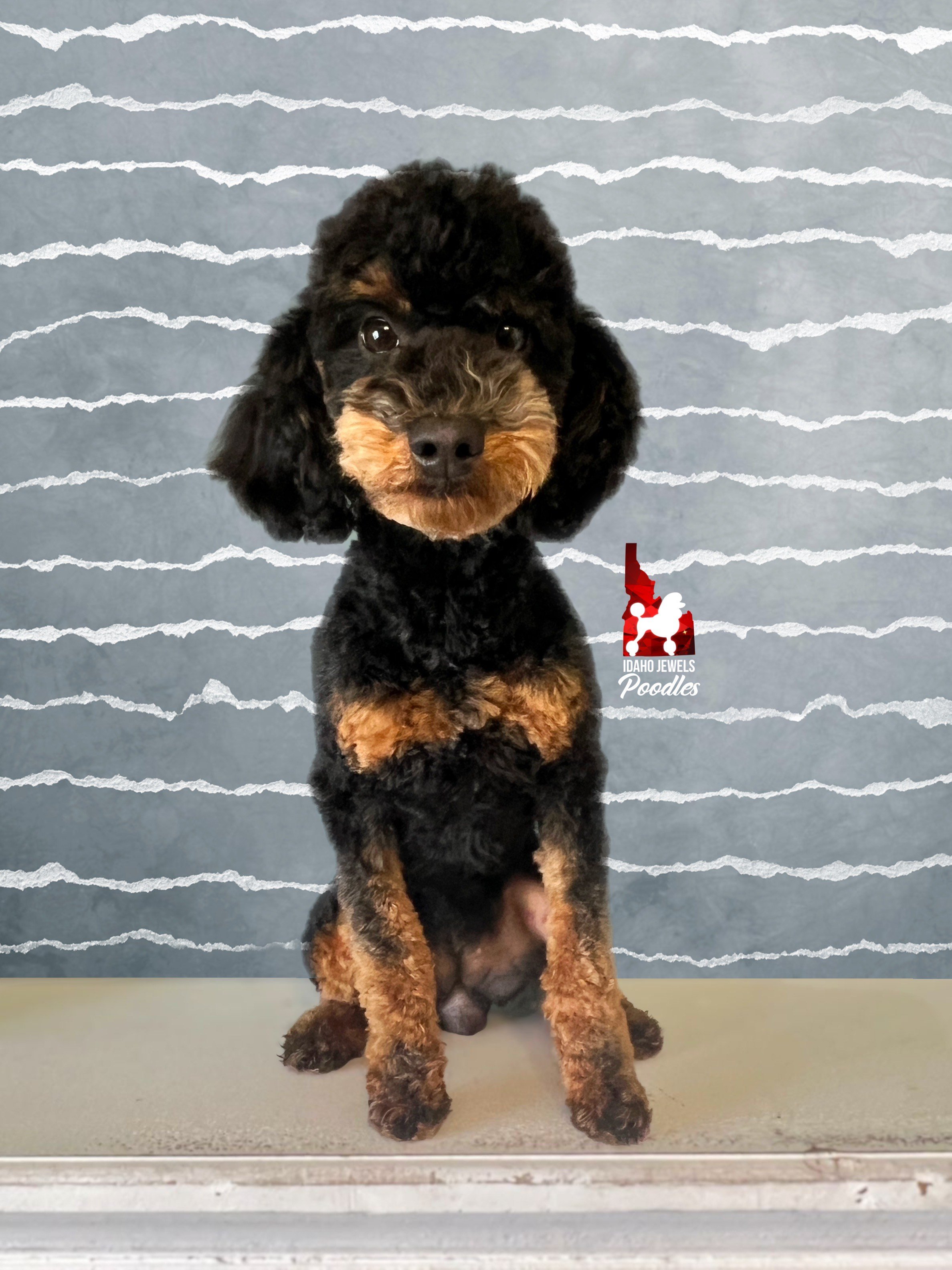 Oxlie - professional (1).jpeg