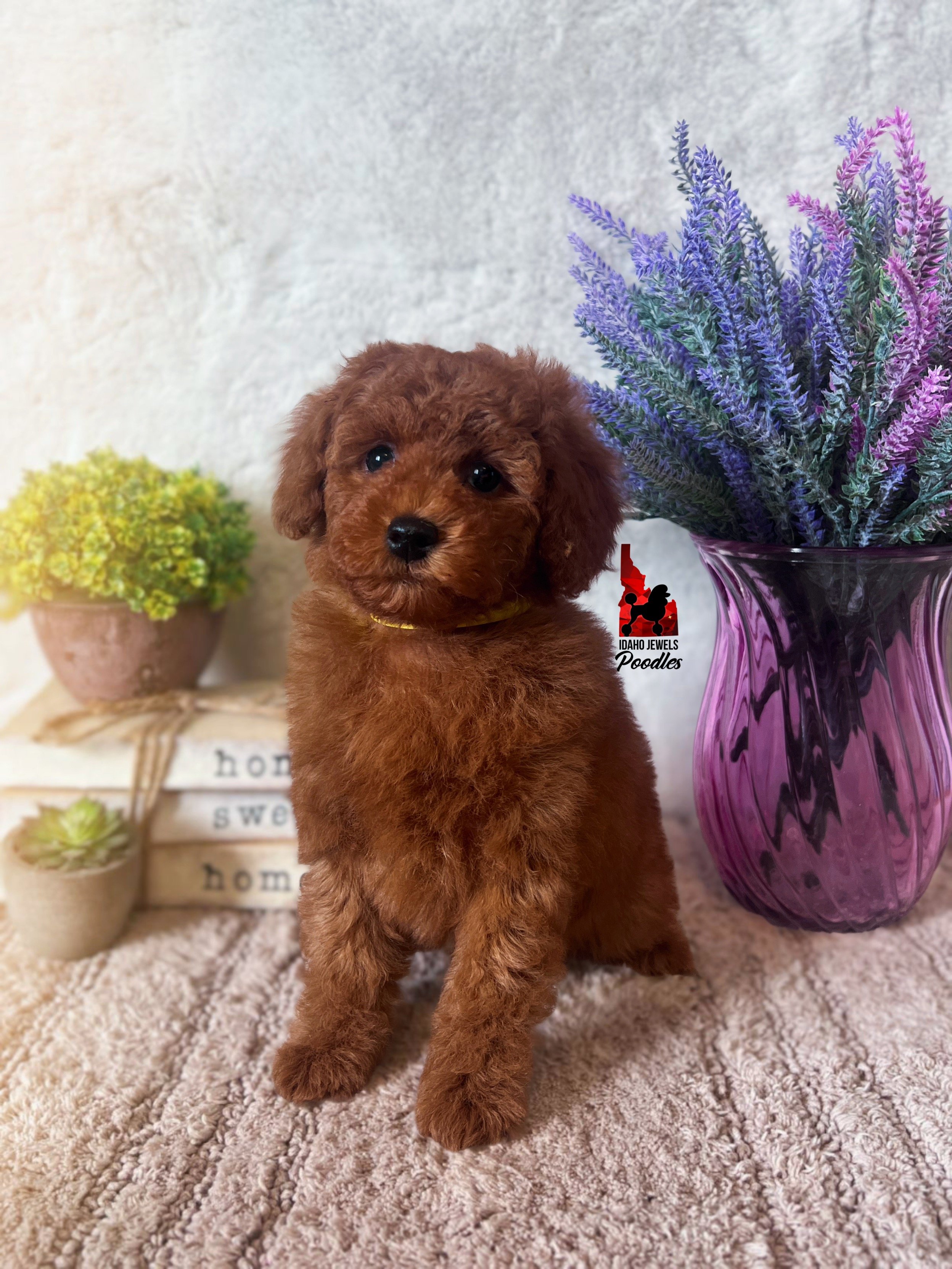 Honey, Solid Red Mini Poodle Girl~ Pet