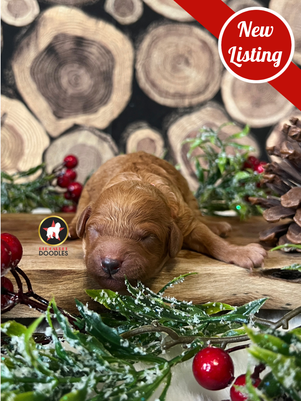 Ruby, Red Goldendoodle Girl ~ Pet