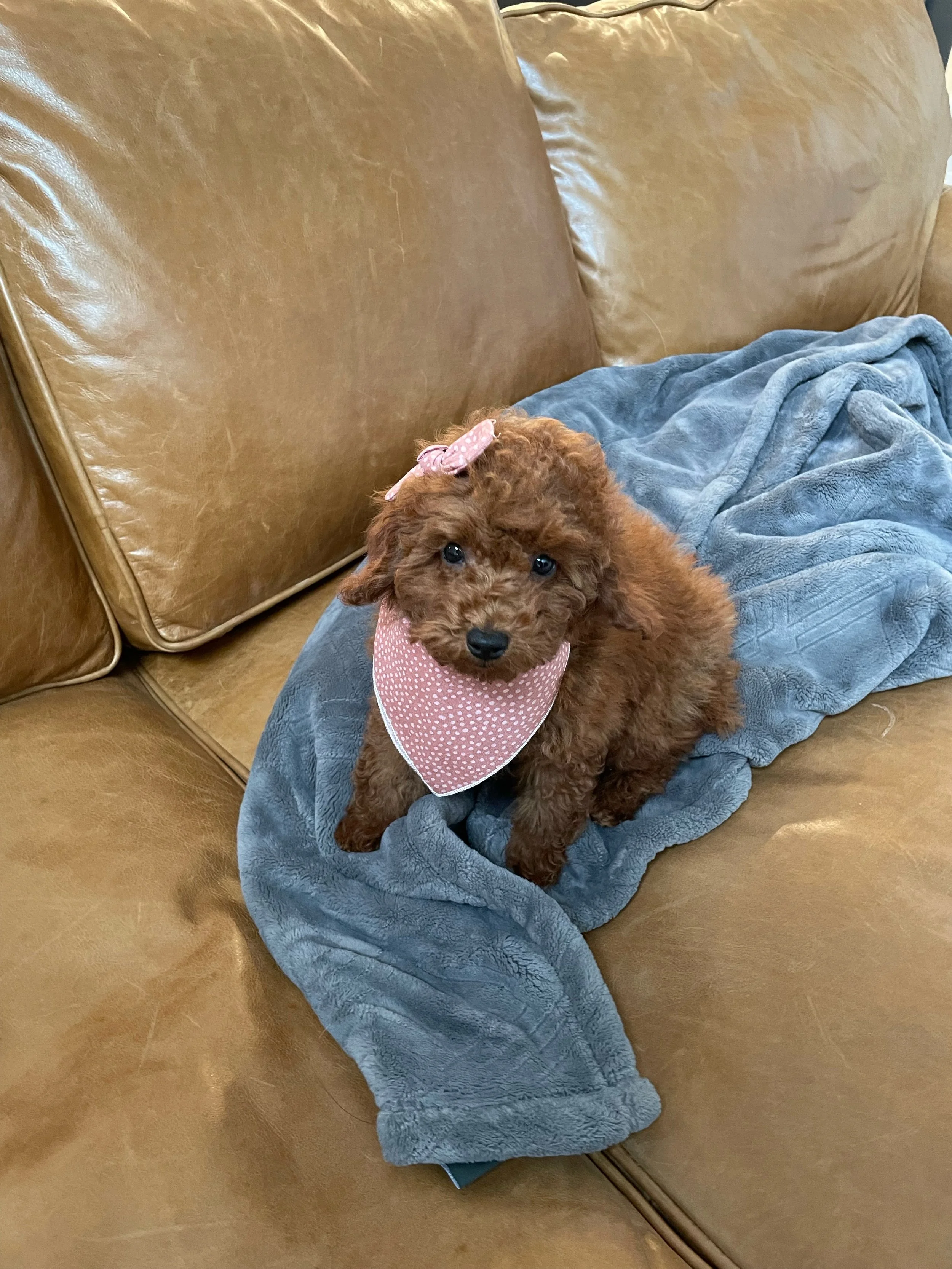 Cheyenne.Dodger F21 Atlanta now owned by Adrian Diaz (4).jpeg