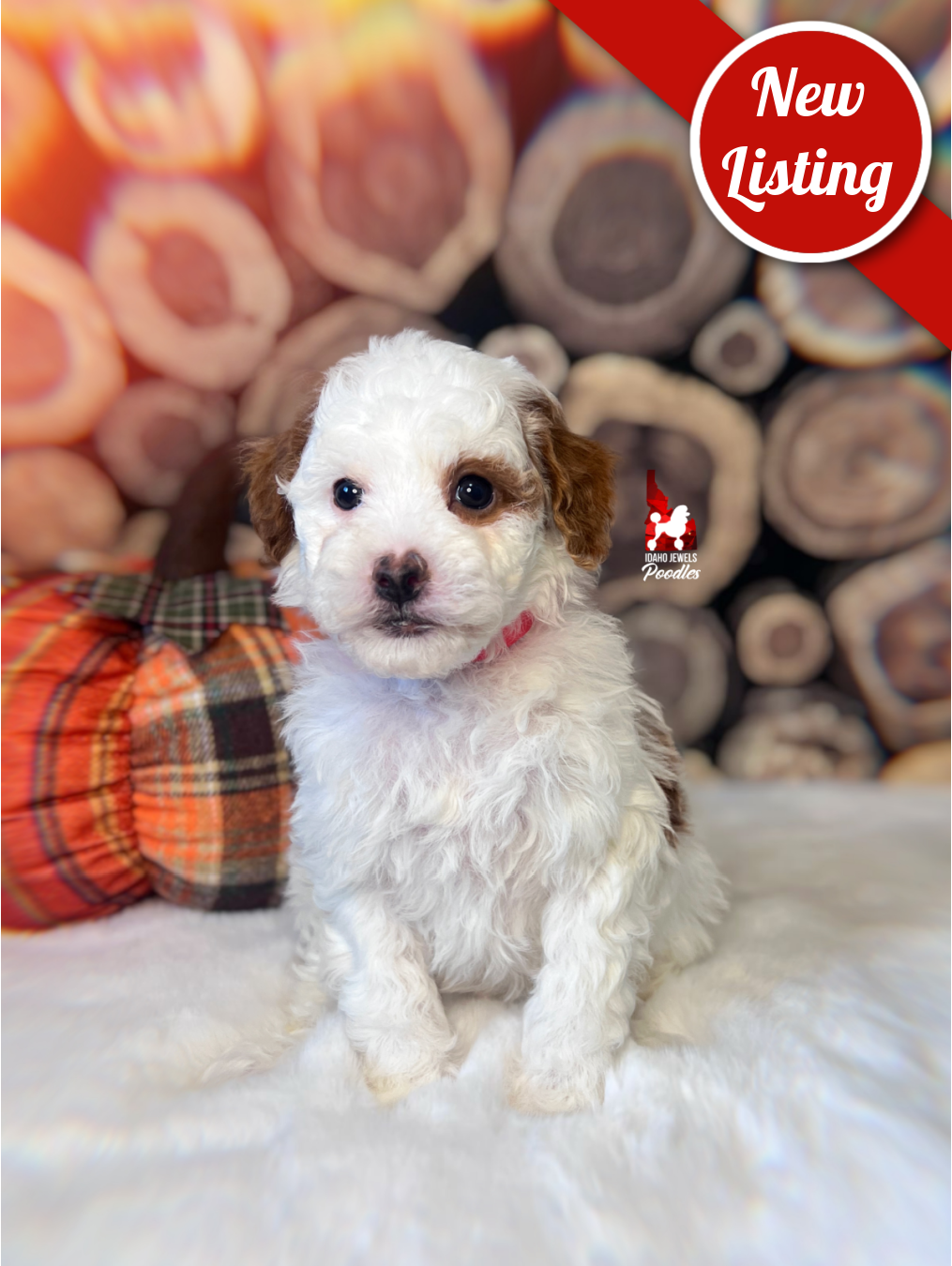 Paprika, Dark Red Parti Large Mini Poodle Girl ~ Pet