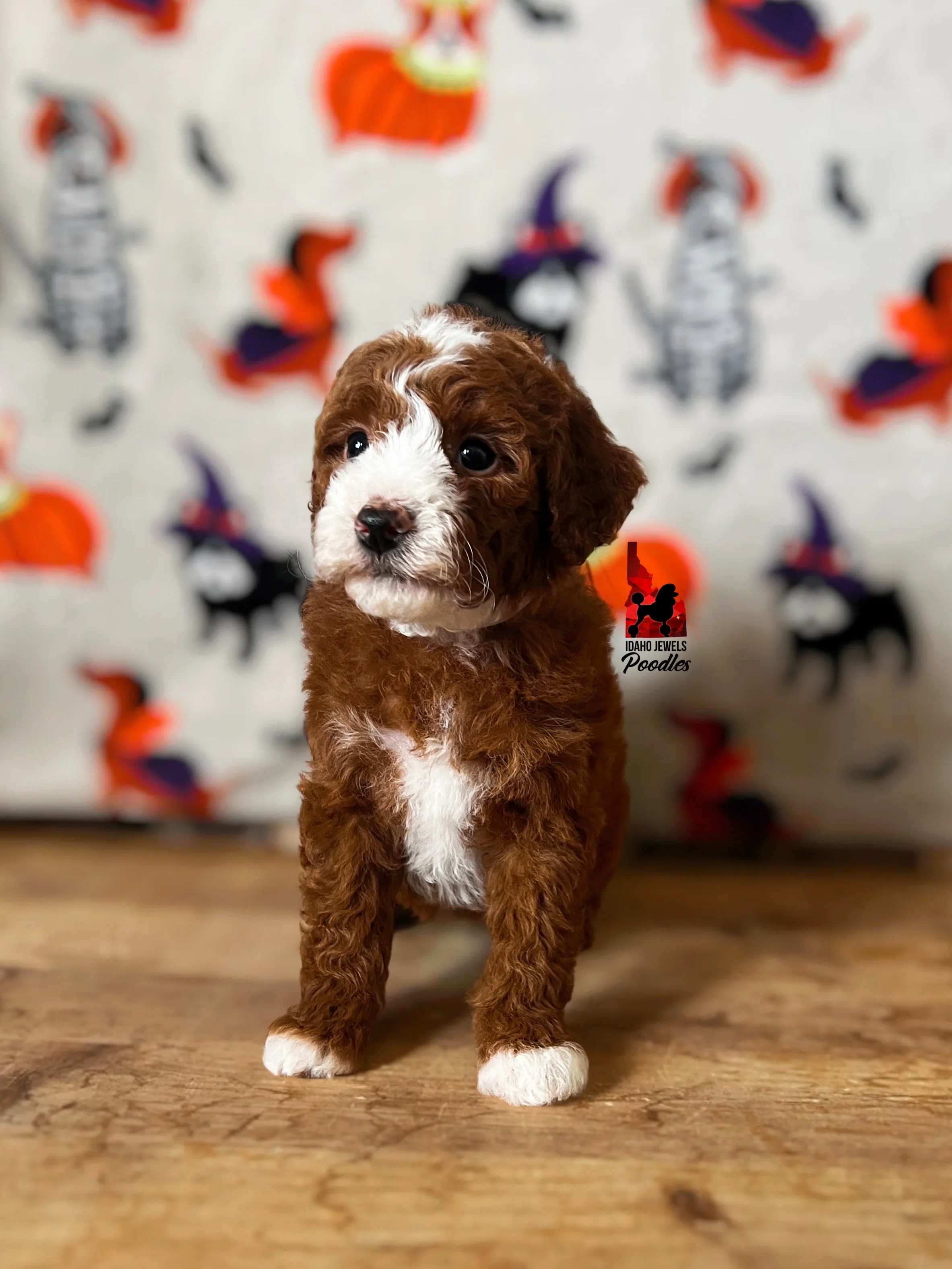 Echo - 6 wks.jpeg