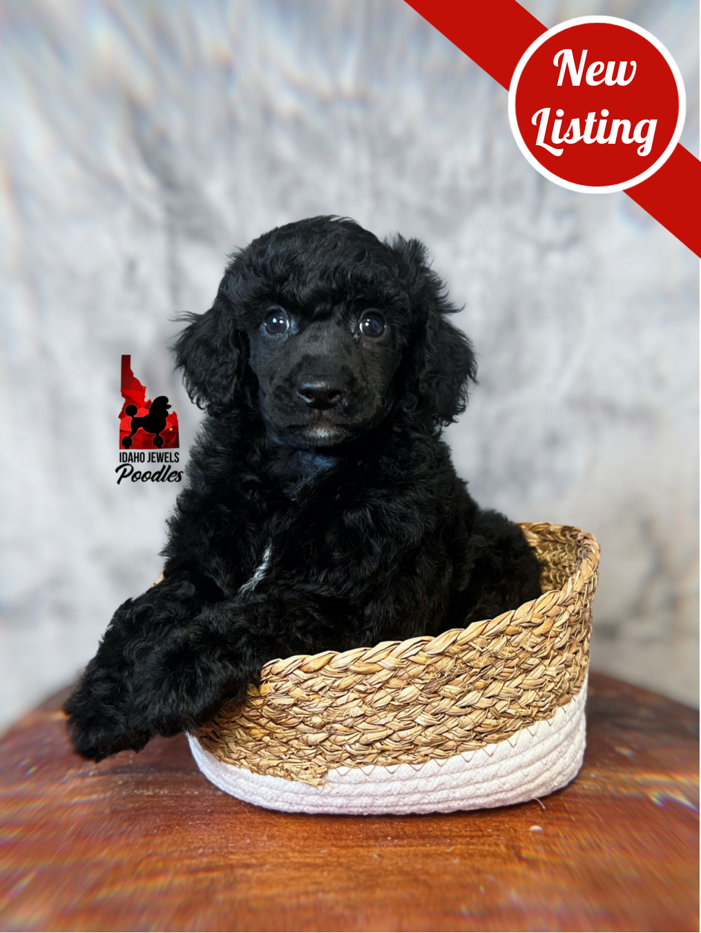 Teddybear, Black w/ White Large Mini/Small Moyen-Sized Poodle Boy ~ Pet
