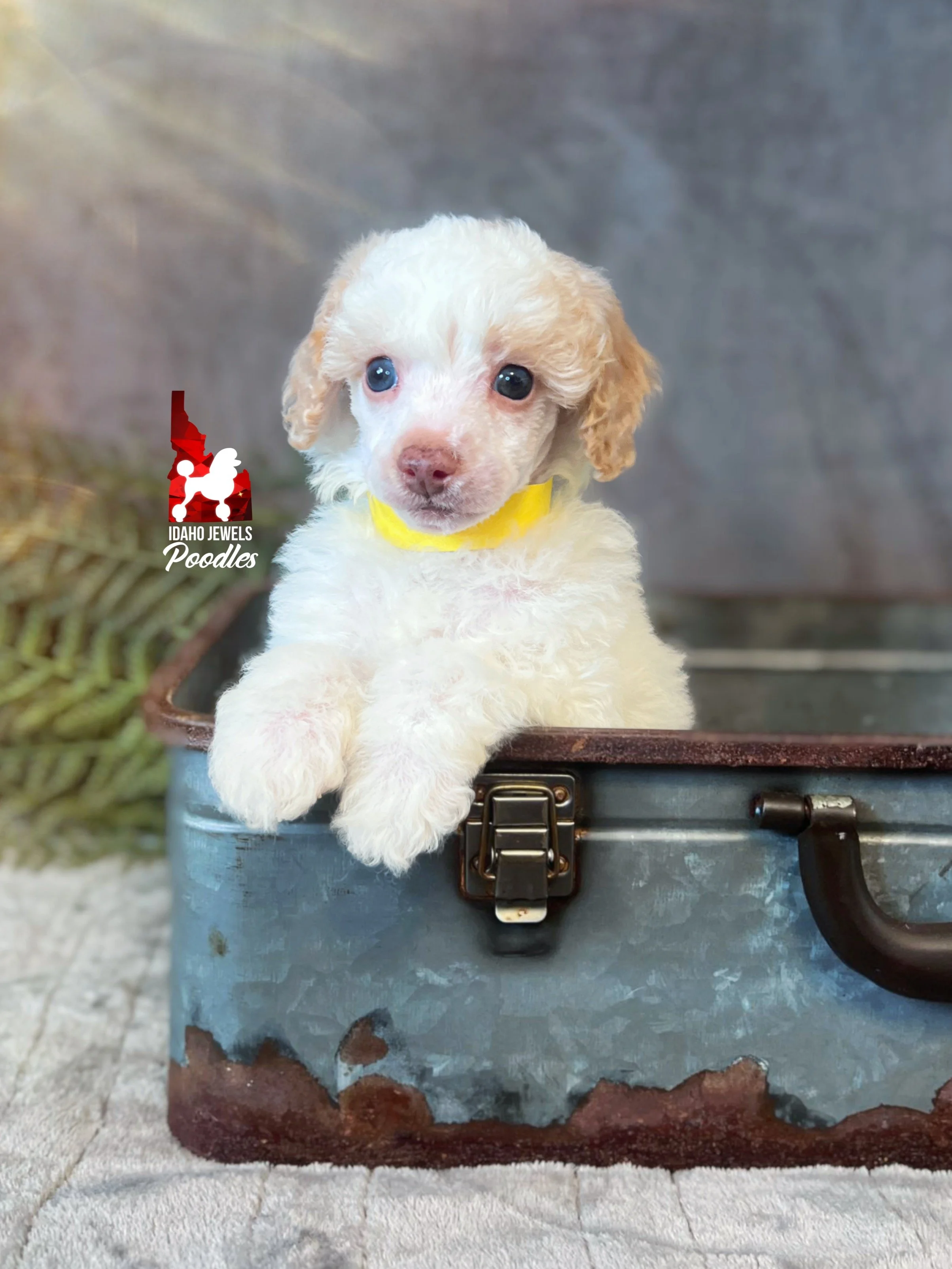 Faye - 6 wks (1).jpg