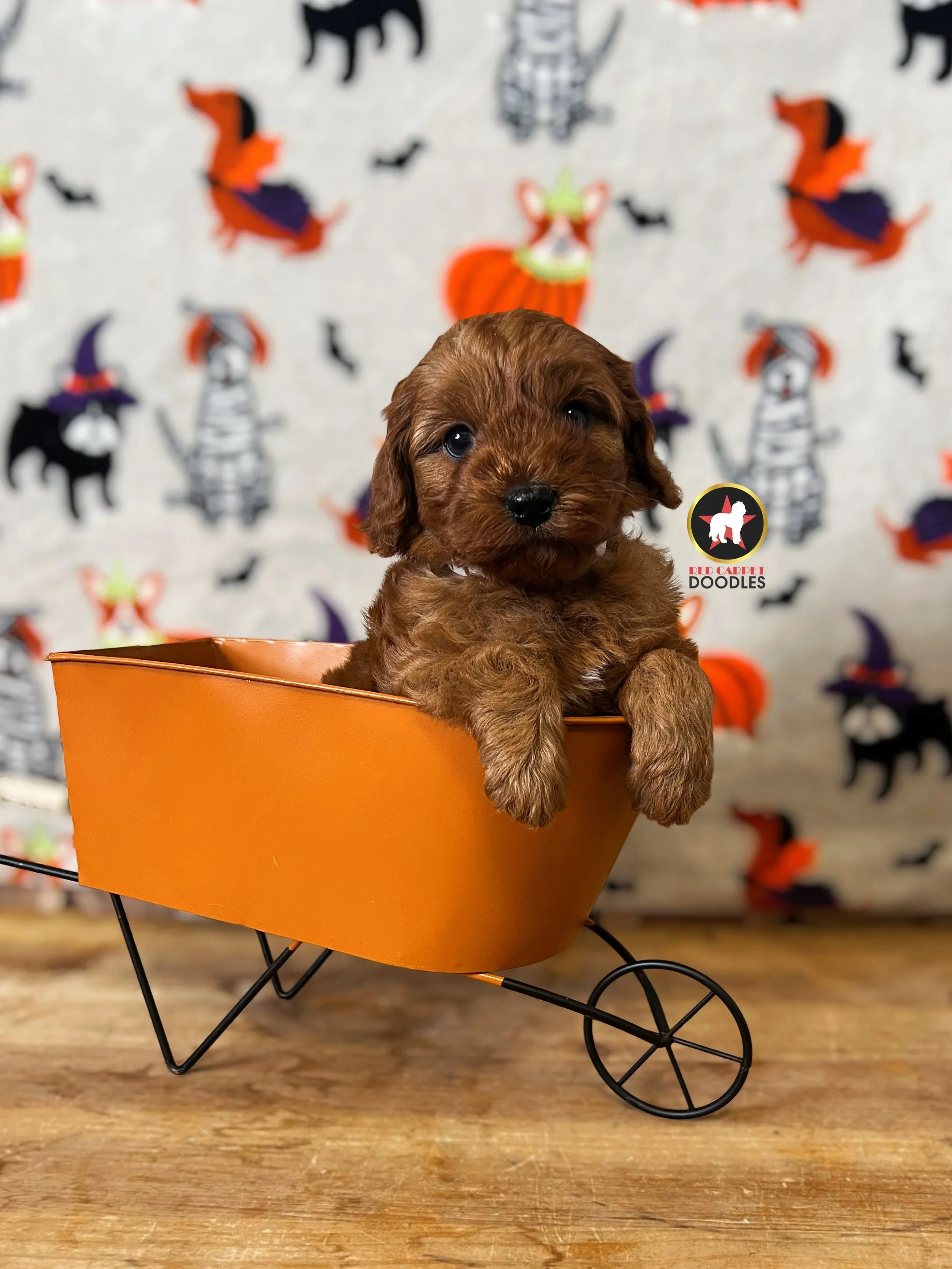 Lollipop - 6 wks.jpeg