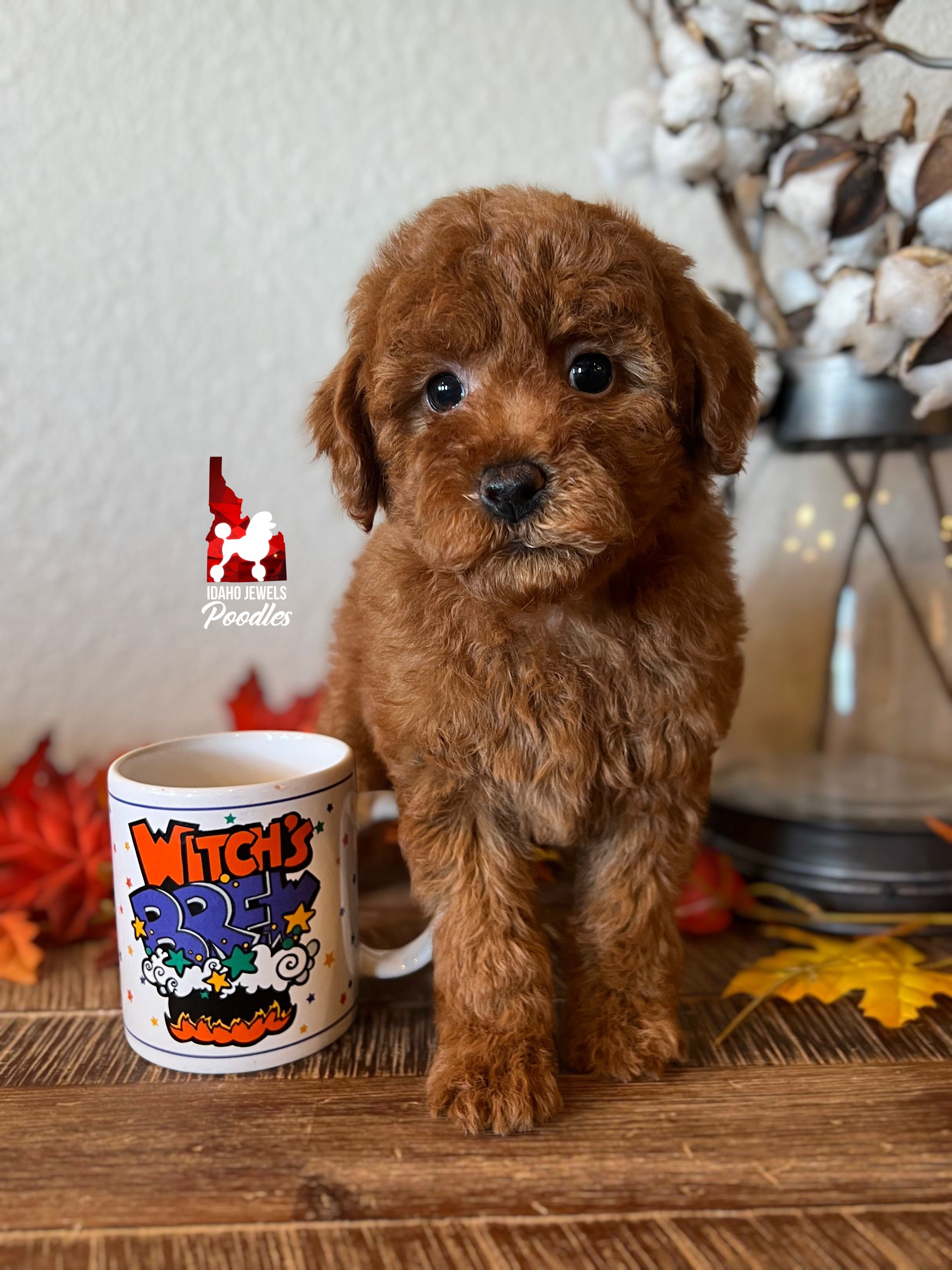 Jinx - 8 wks (1).JPG