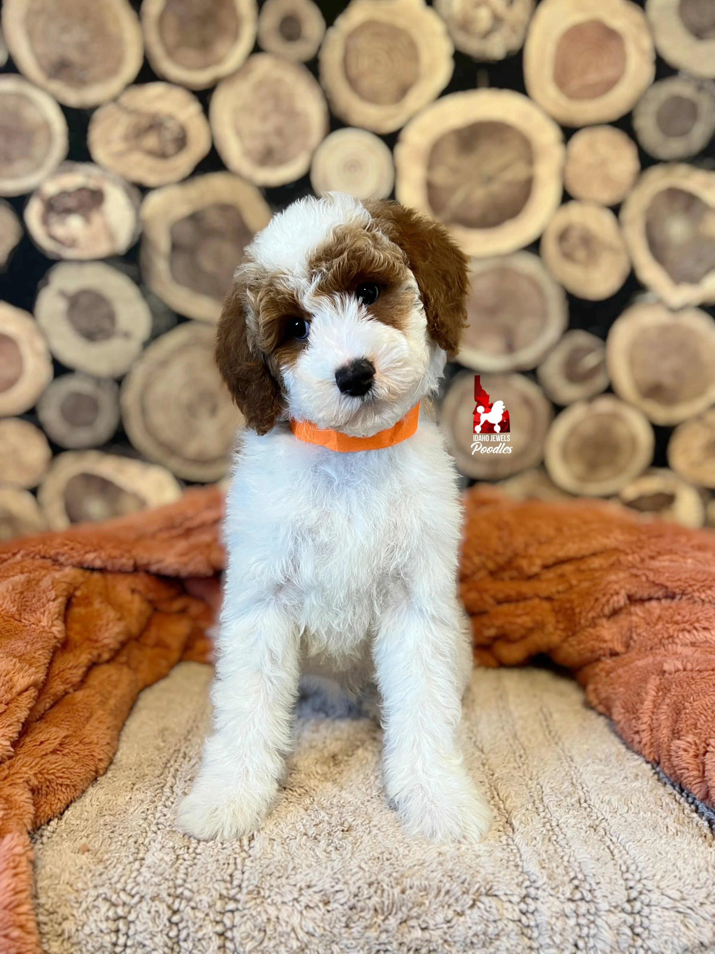 Fable, Red Parti Mini Poodle Girl *AKC, 0-CDDY