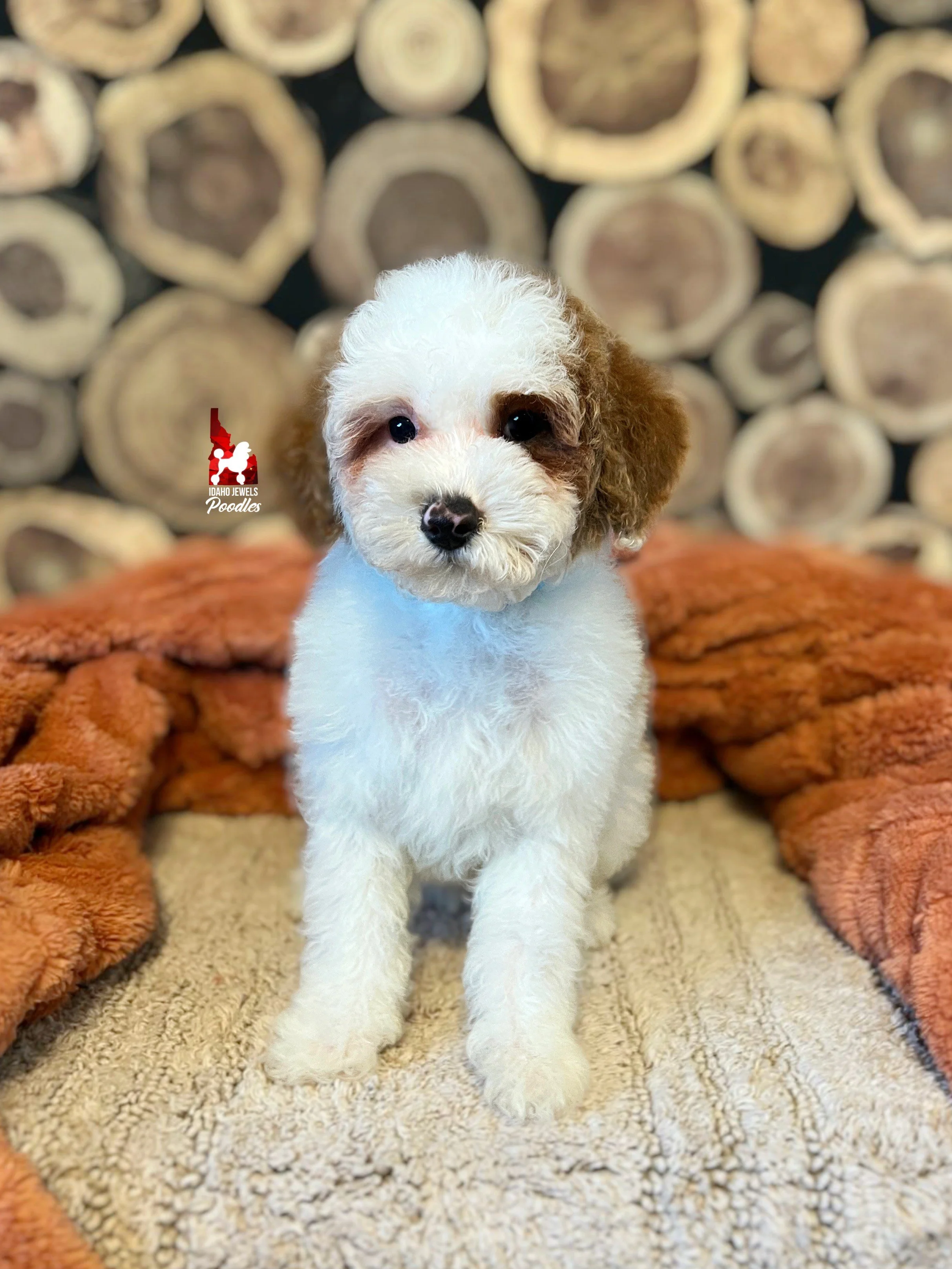 Legend, Red Parti Mini Poodle Boy *AKC, 0-CDDY/IVDD