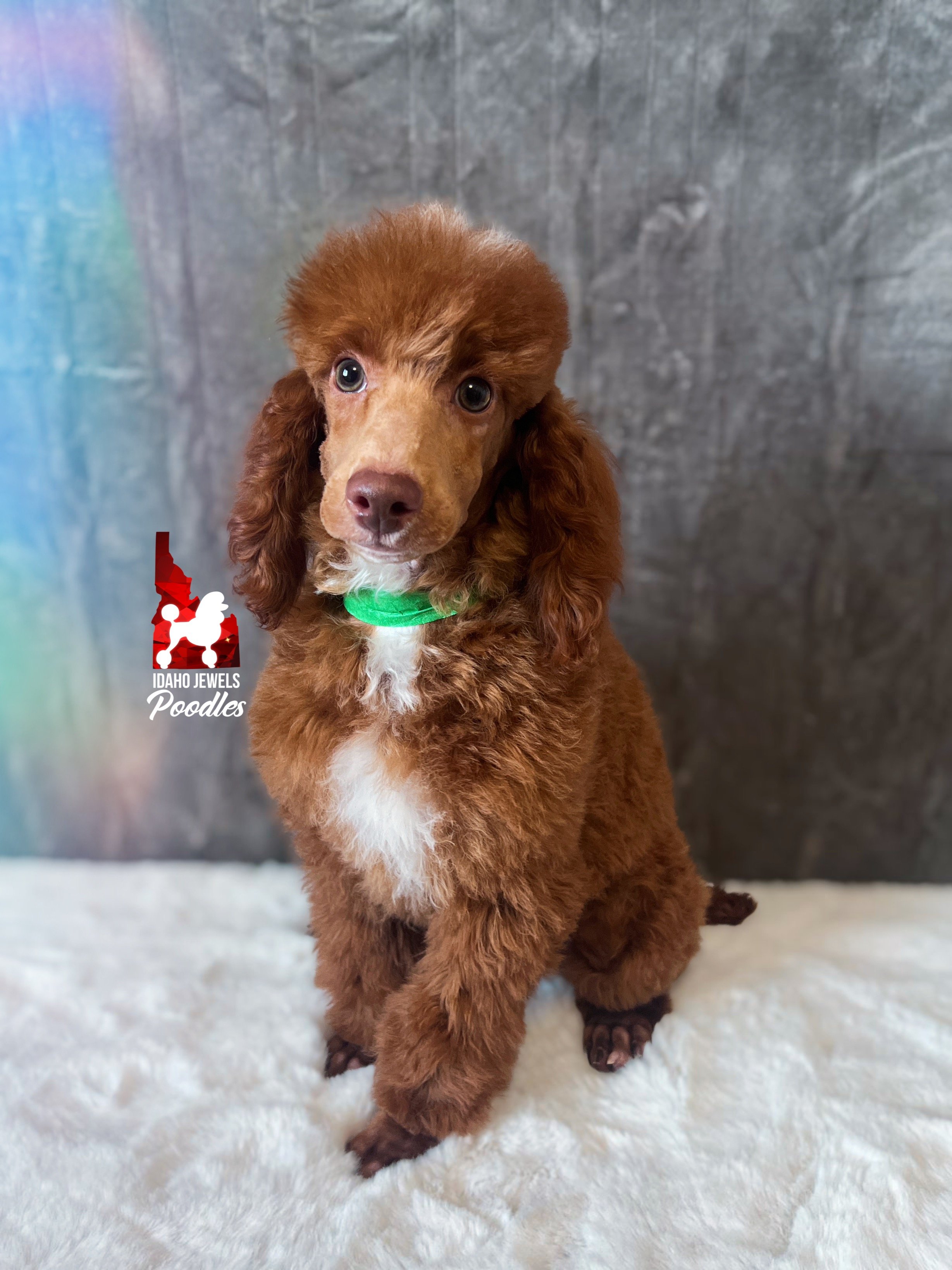 Tommy shaved face - 16 wks-1.jpg