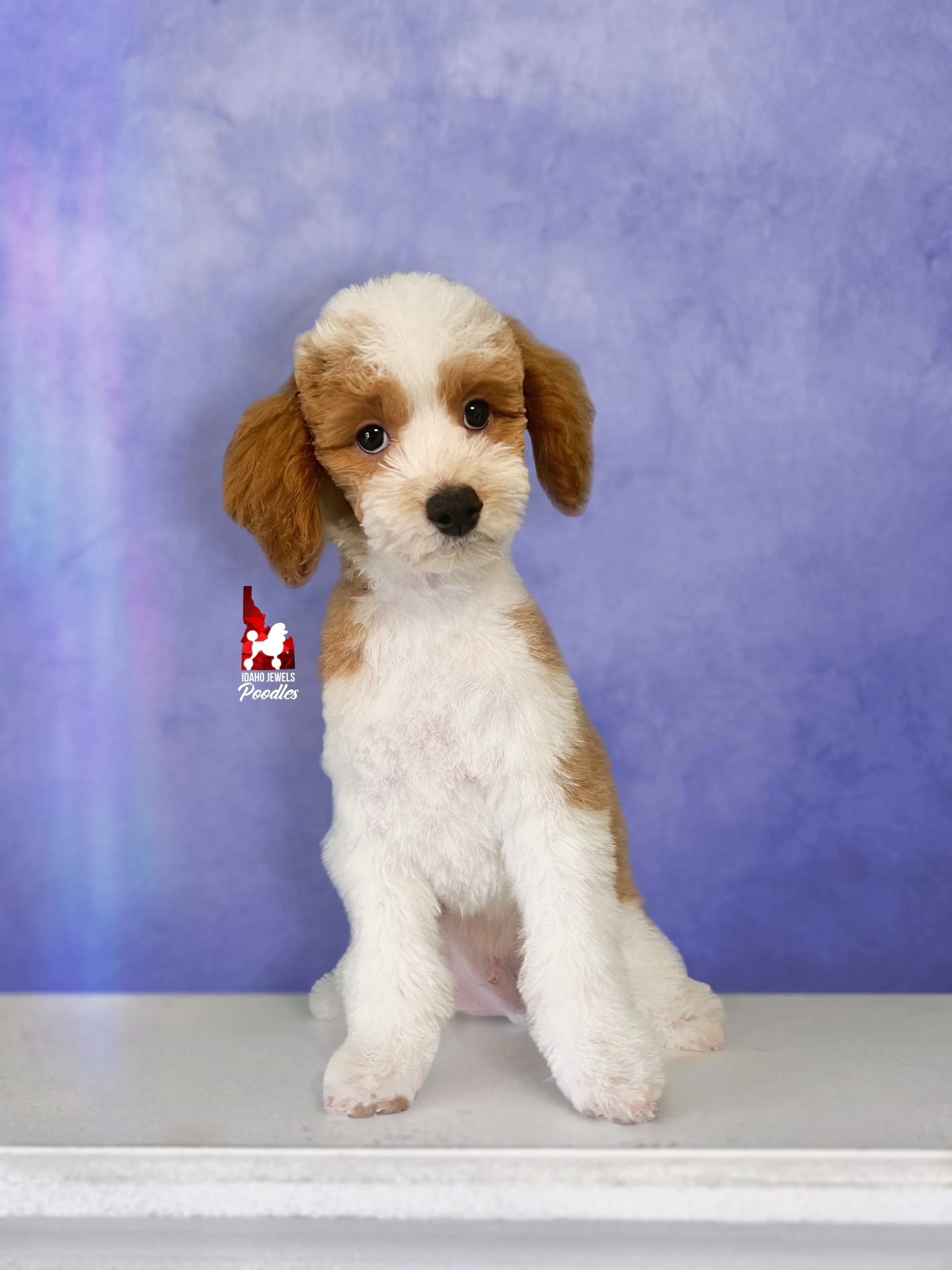 Dice, Red Parti Mini Poodle Boy ~ Pet