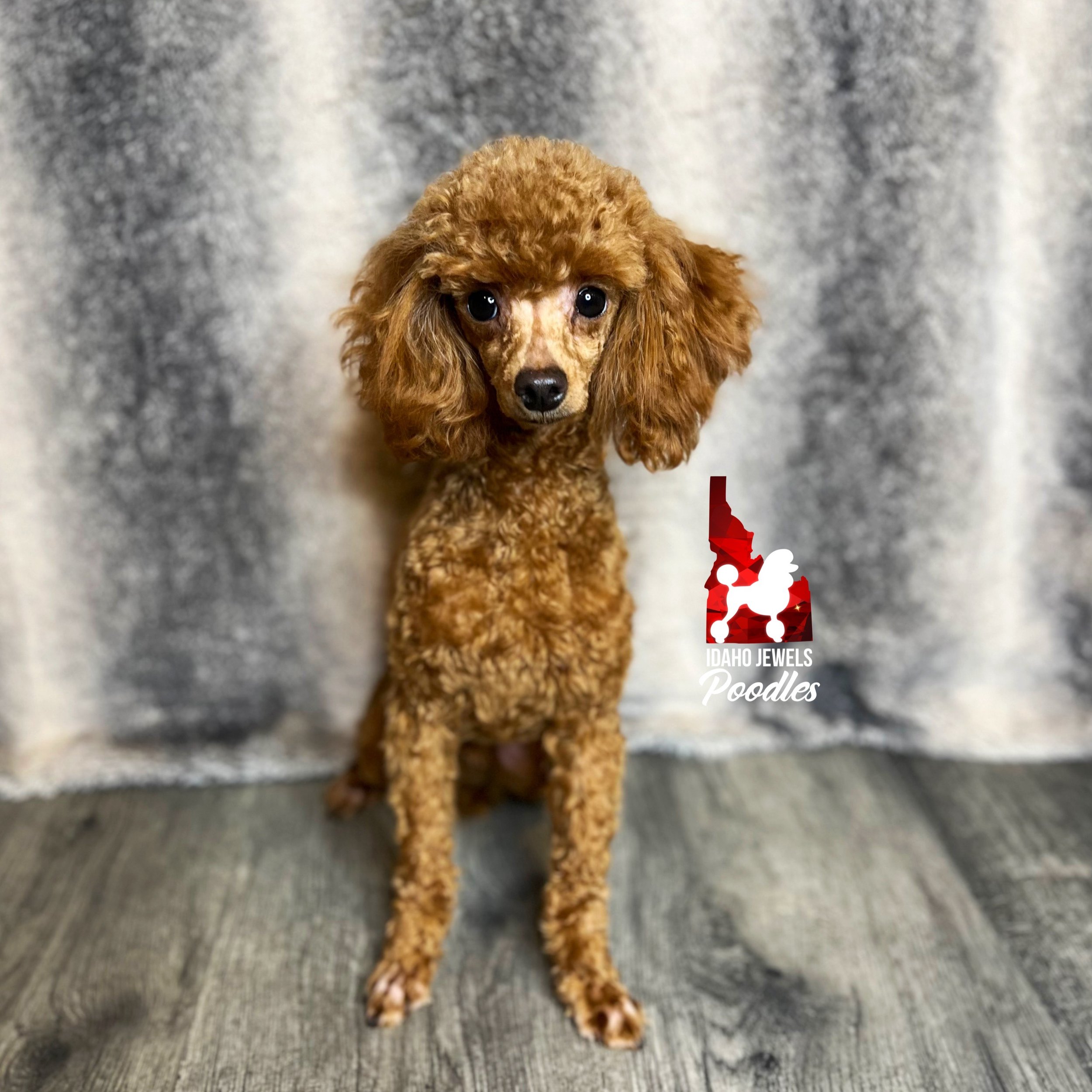 Sparky - Feb 2023 (1).jpg
