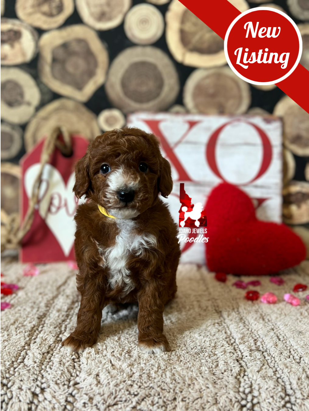 Penny, Dark Red Abstract (Hidden Phantom) Mini Poodle Girl ~ Breeder or Pet