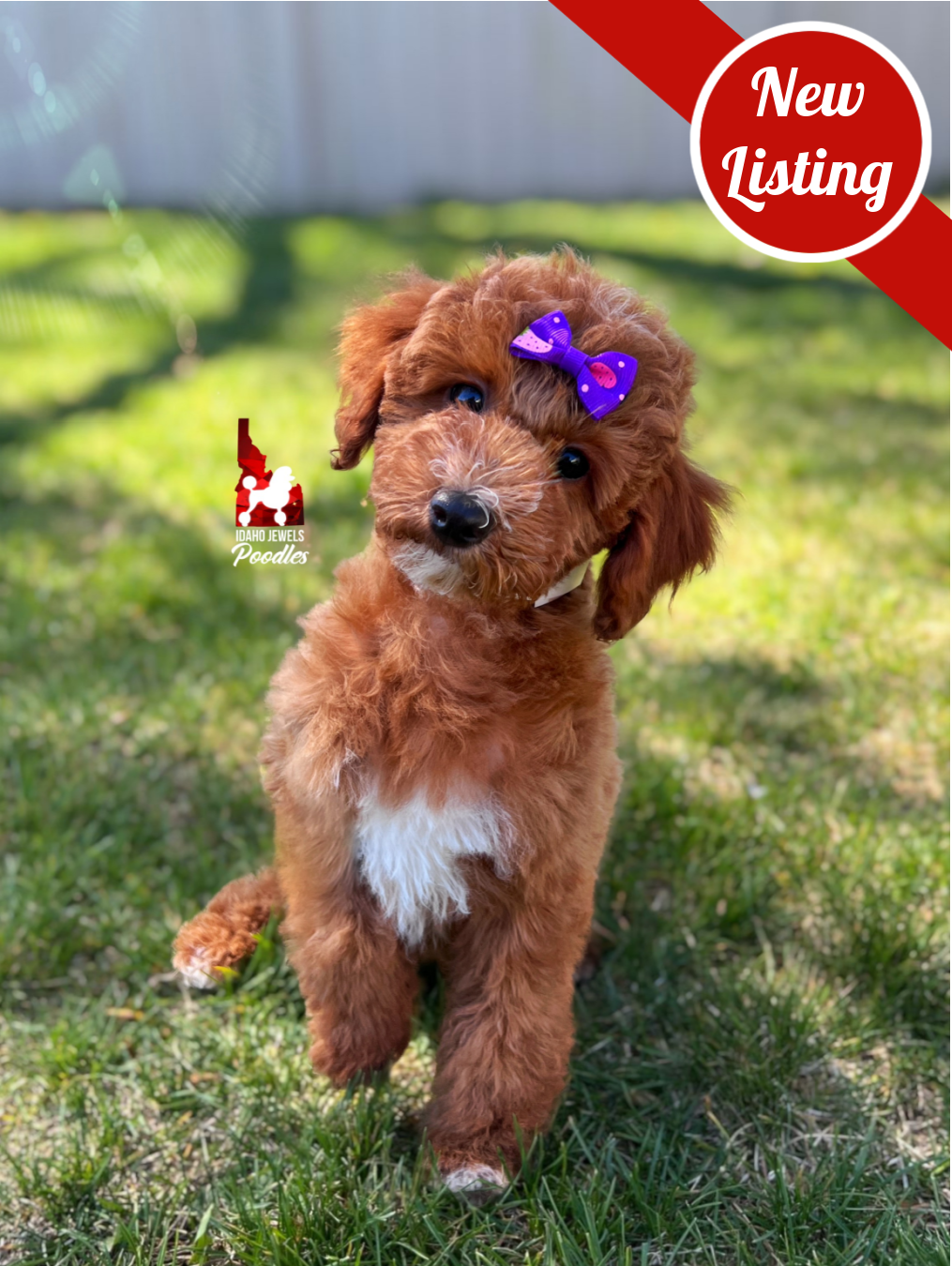 Brooklyn, Red w/ White Mini Poodle Girl~ Pet