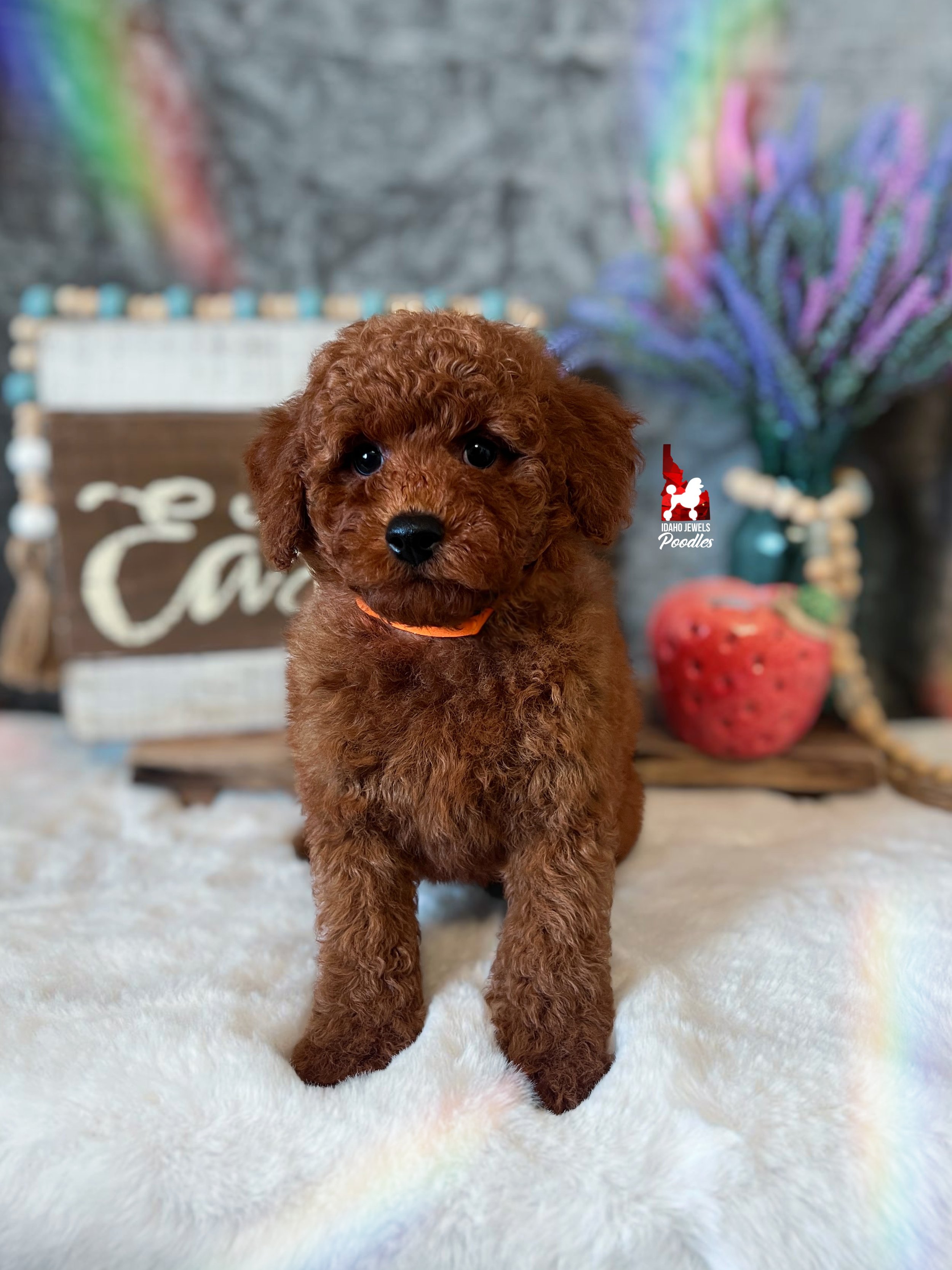 Wynn, Solid Red Mini Poodle Boy~ Breeder or Pet