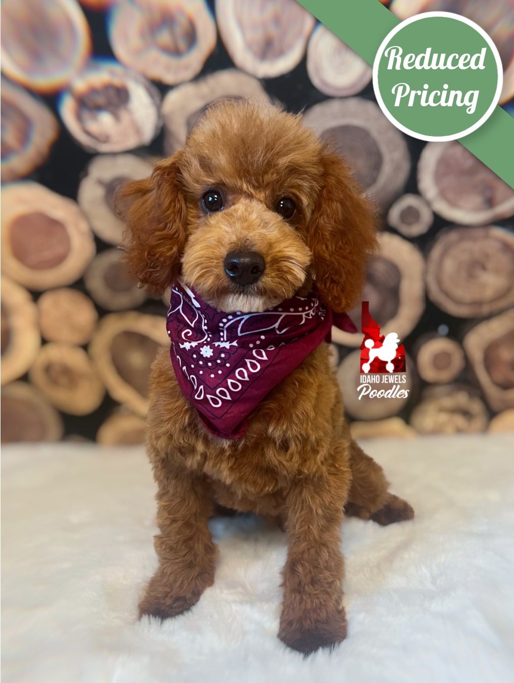 Bramble, Red Toy/Mini Poodle Boy~ Breeder or Pet