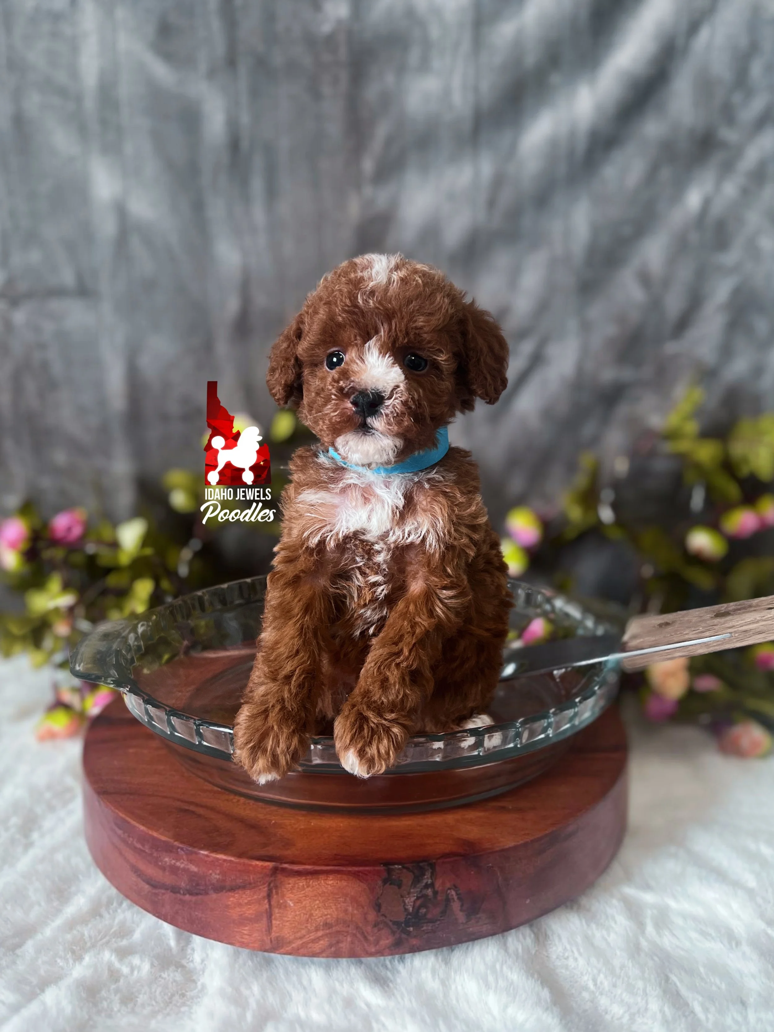 Blueberry - 6 wks-1.jpg