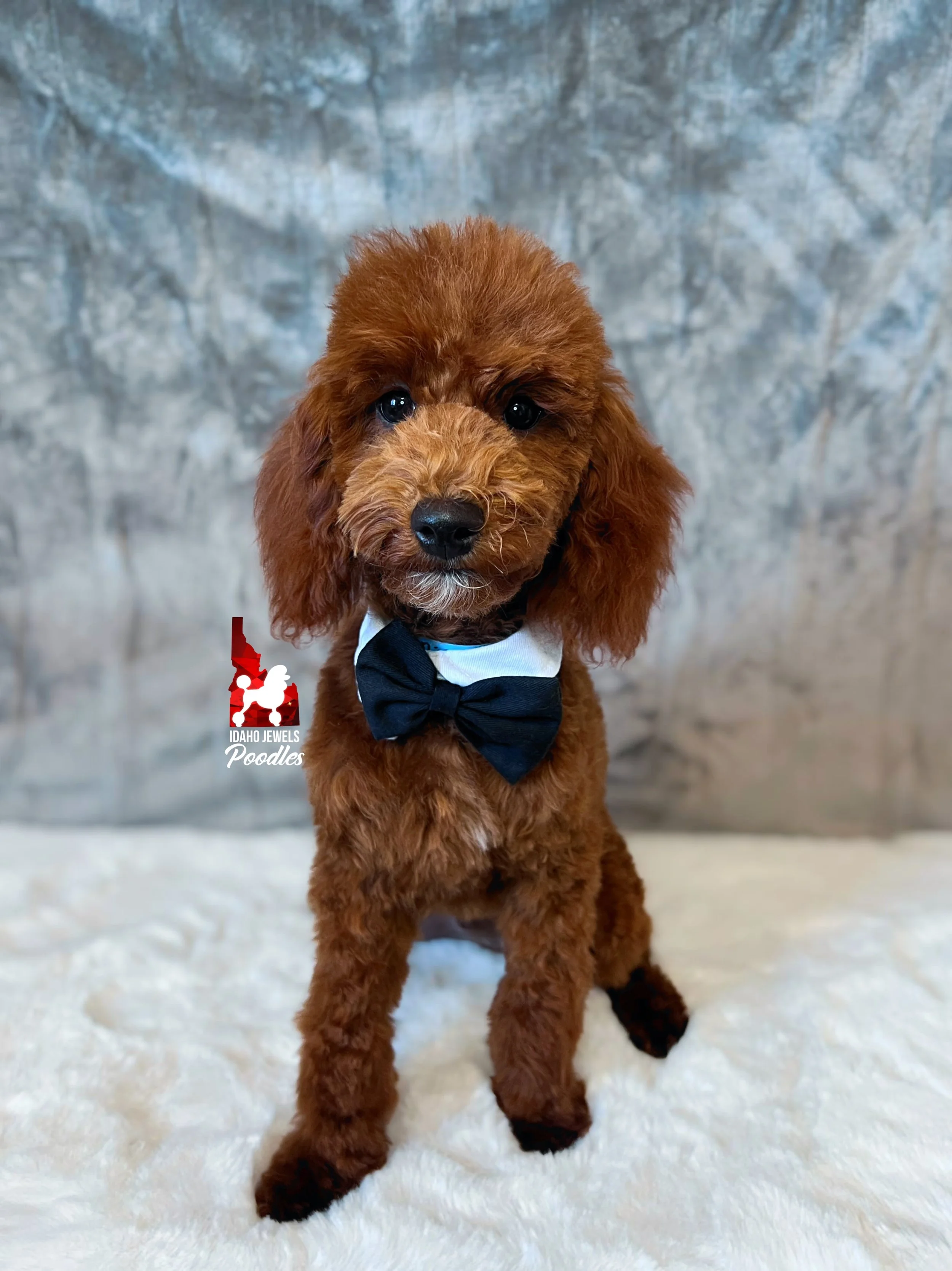 Biscuit - 20 wks-1.jpg