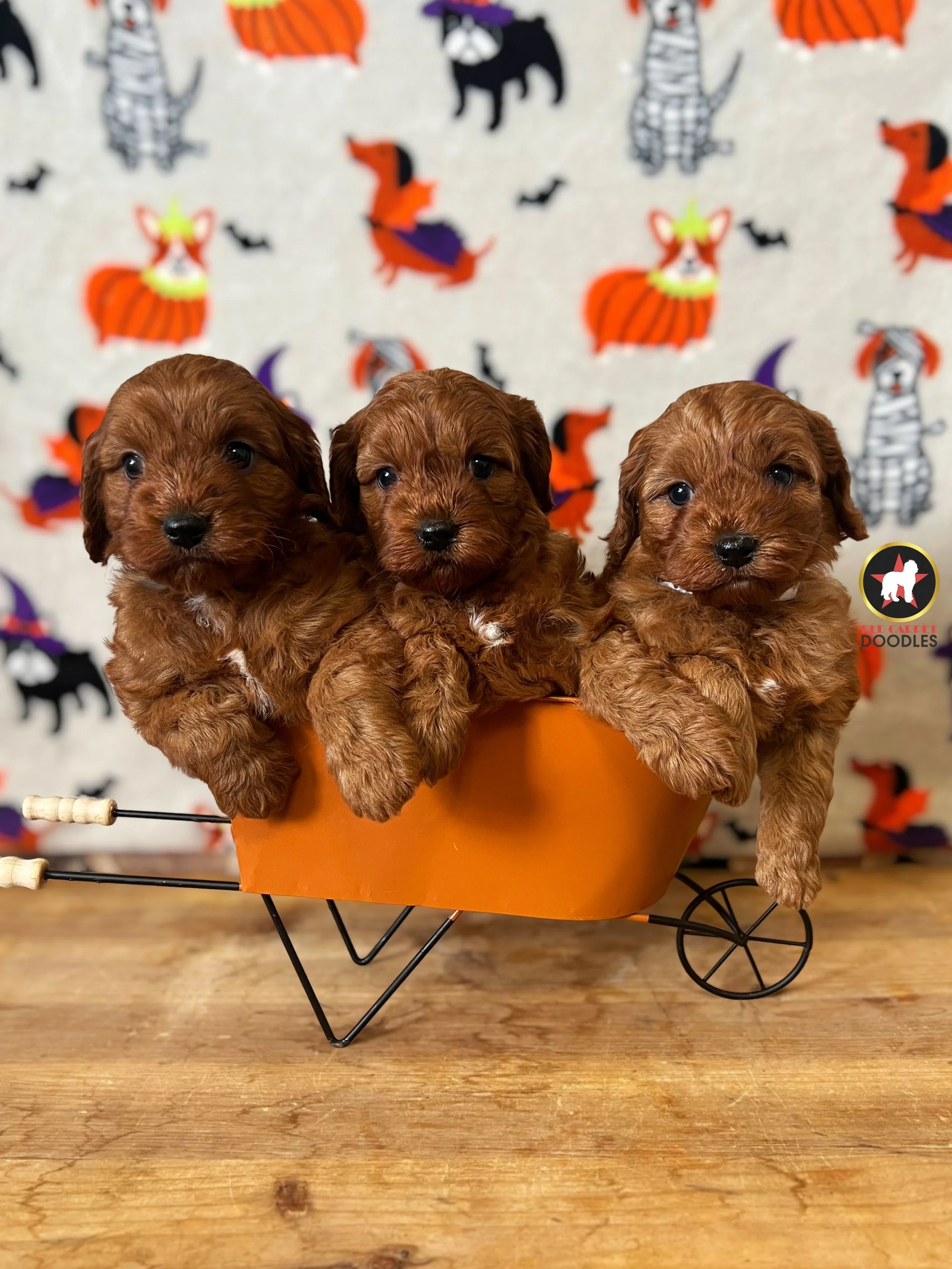 Ariana's S25 Litter - 6 wks.jpeg (Copy)