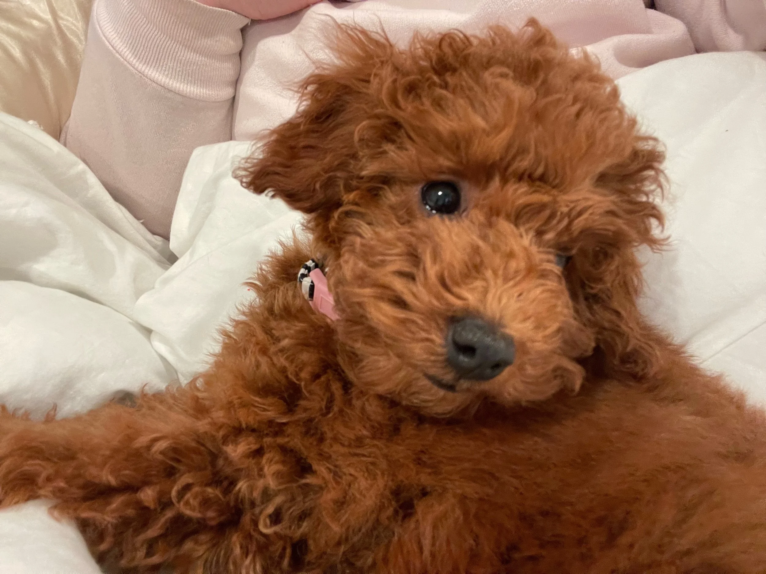 Cheyenne.Dodger F21 Atlanta now owned by Adrian Diaz (2).jpeg