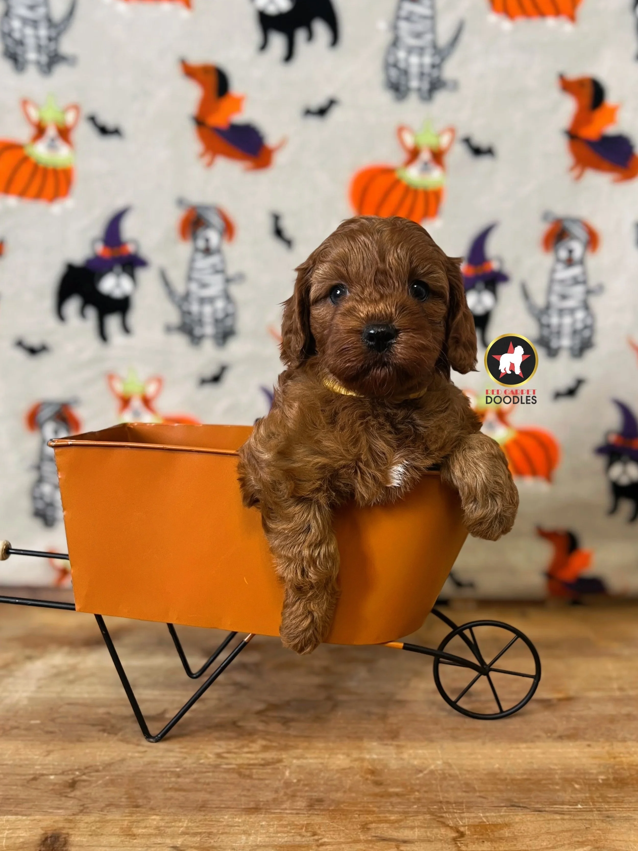 Taffy - 6 wks.jpeg