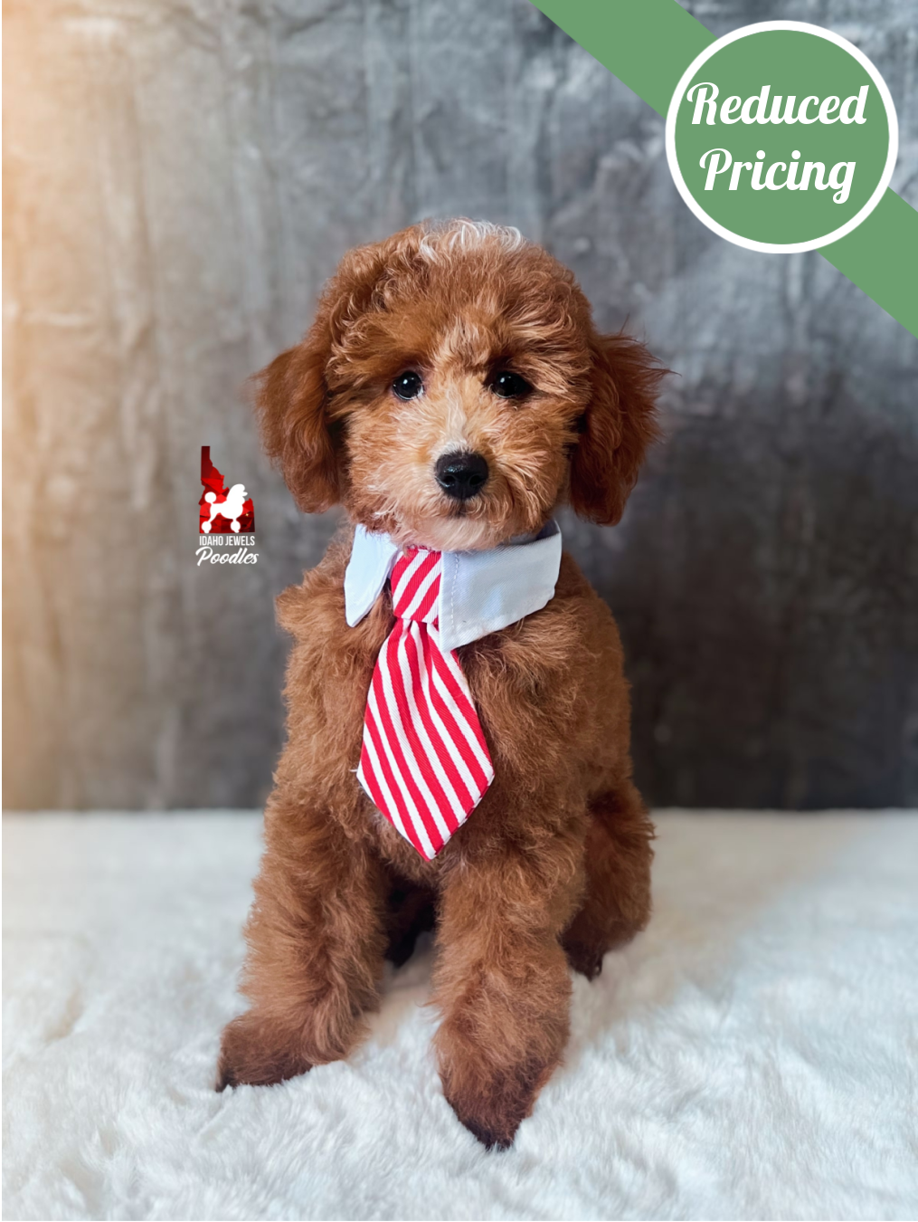 Flash, Red Mini Poodle Boy ~ Pet