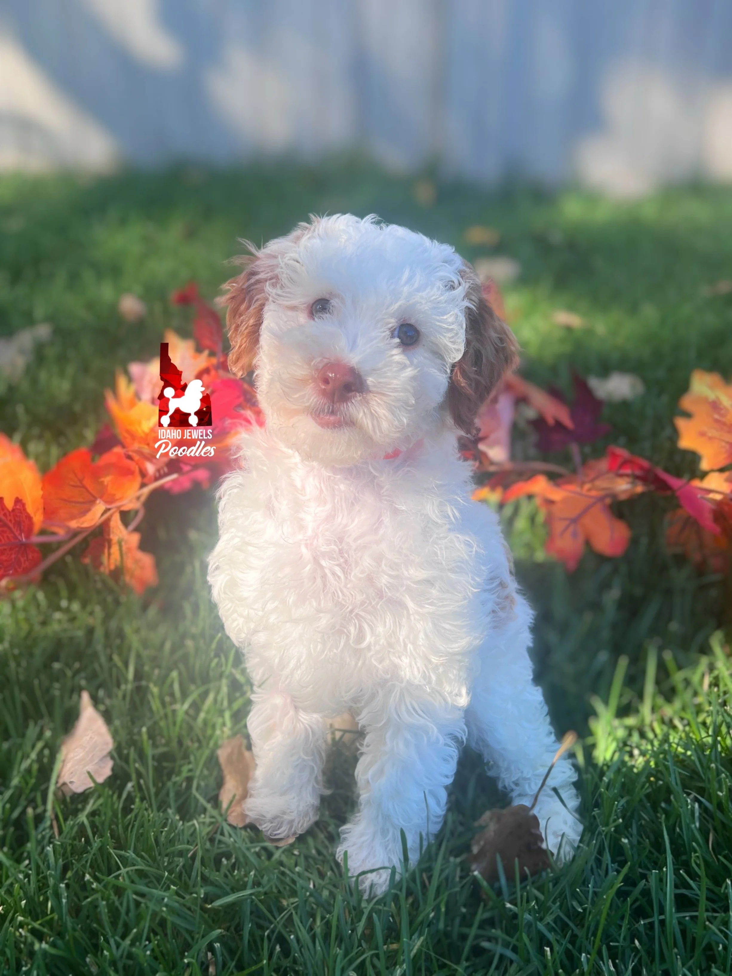 Nutmeg - 10 wks.jpg