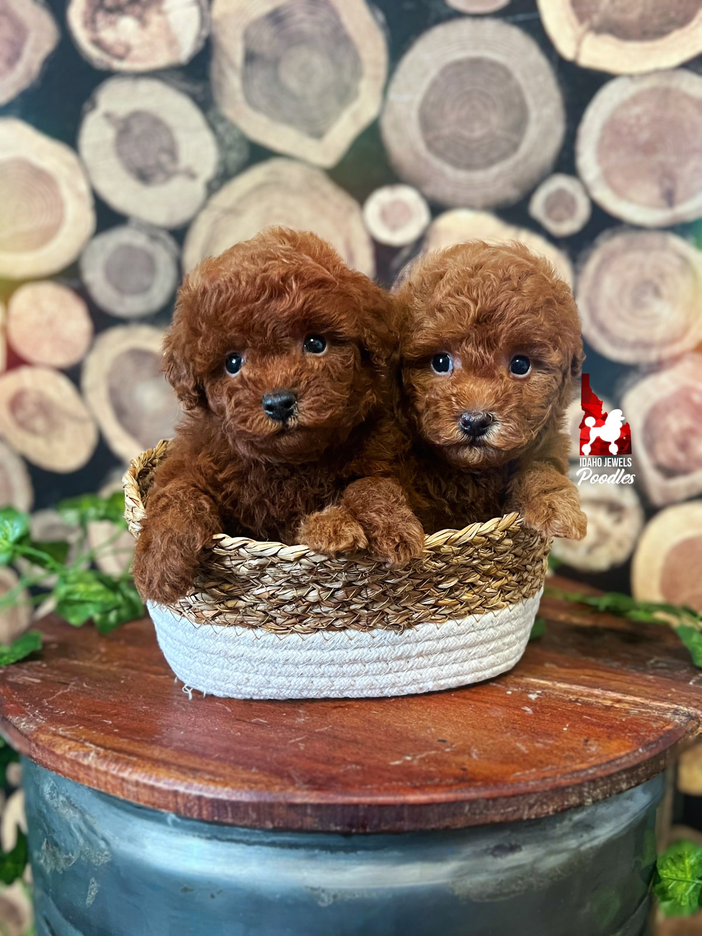 Stormee.Bordeaux W26 - 6 wks.jpg (Copy)