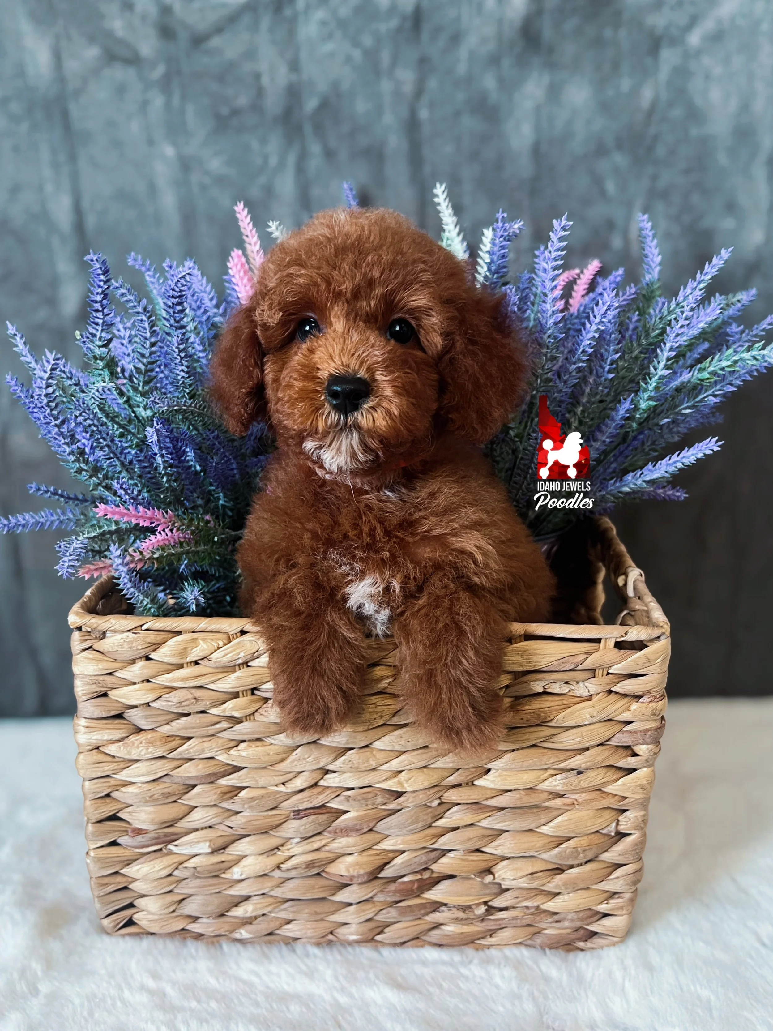 Hudson, Red w/ White Mini Poodle Boy~ Breeder or Pet