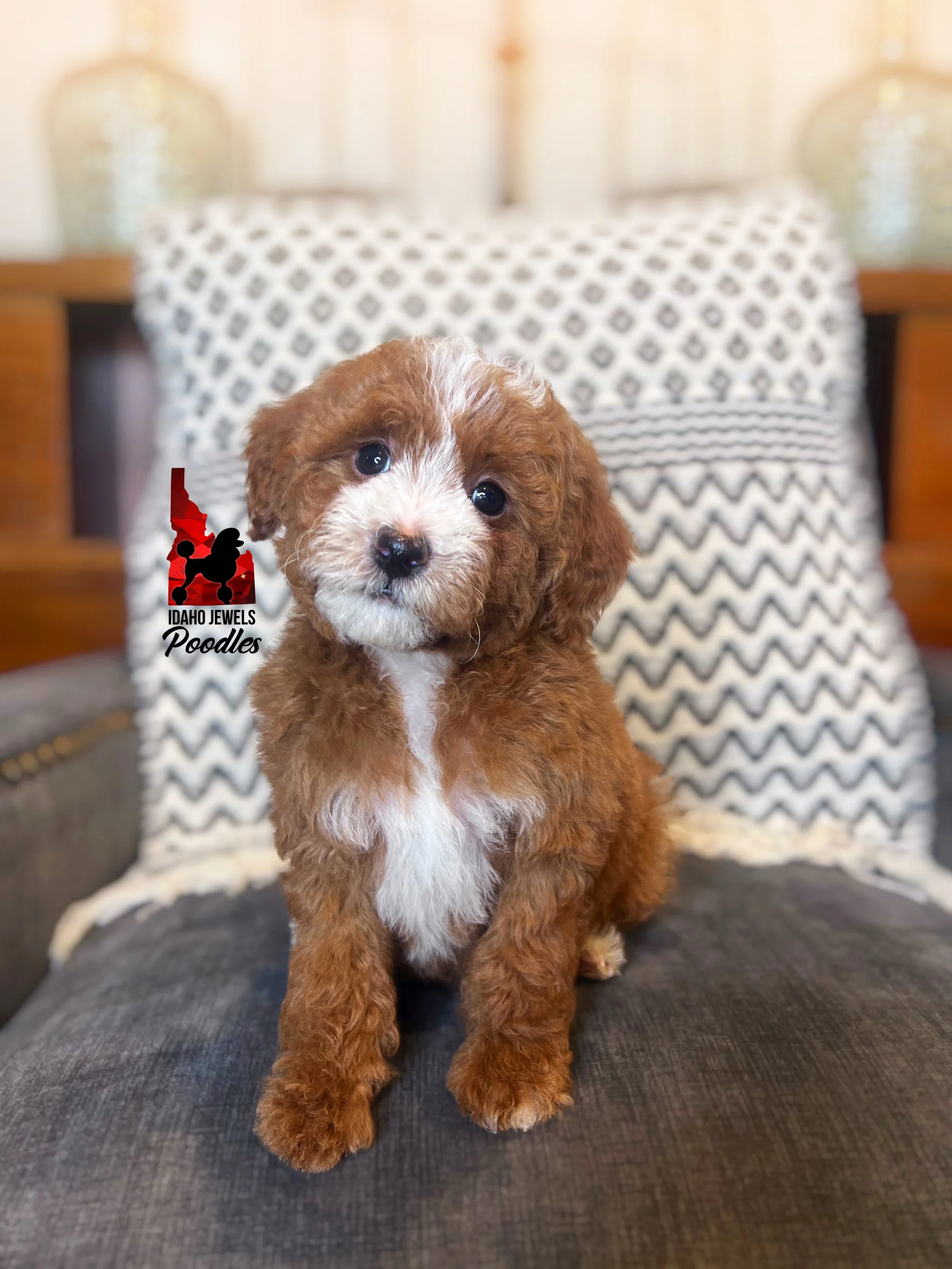 Daisy, Red w/White Mini Poodle Girl~ Pet