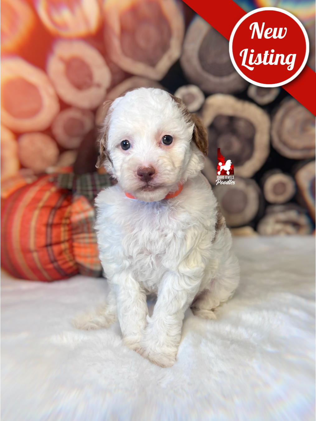 Nutmeg, Red Parti Large Mini Poodle Girl ~ Breeder or Pet