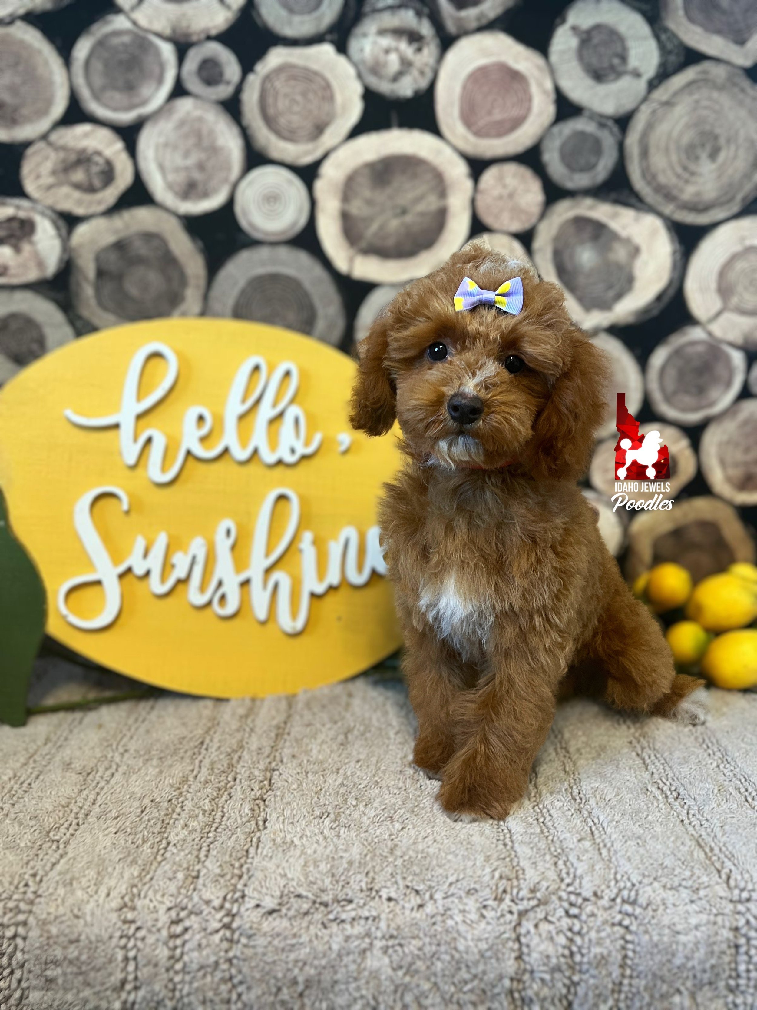 Natasha - 16 wks.jpeg