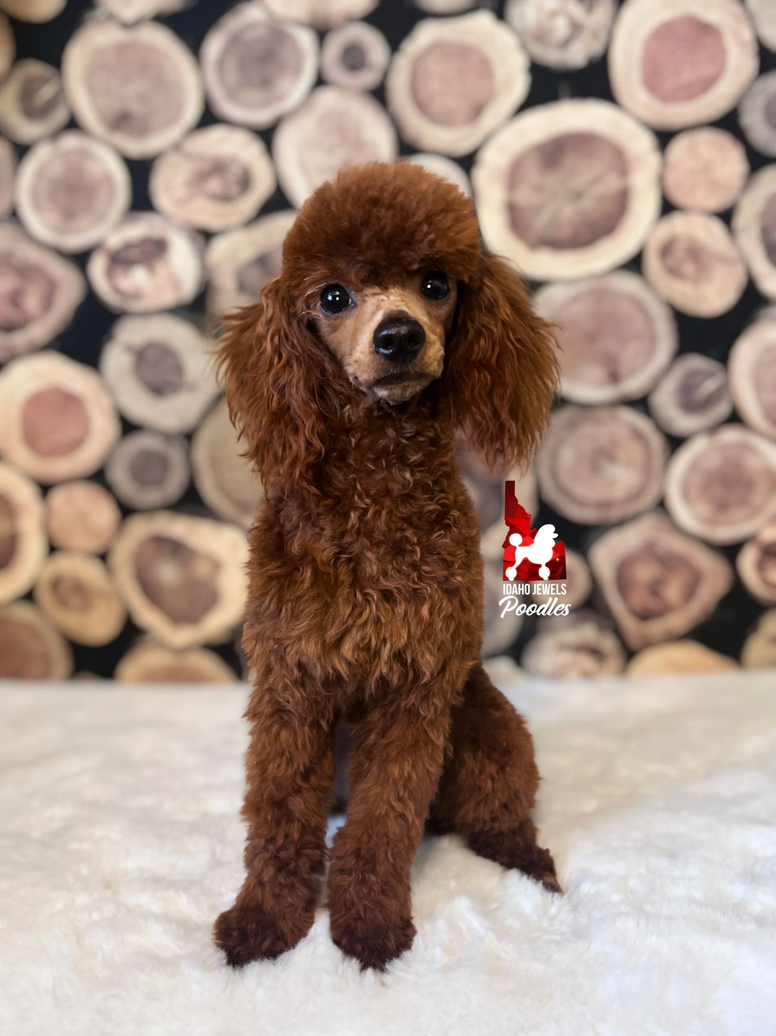 Chili Bean Shaved Face-2.jpg