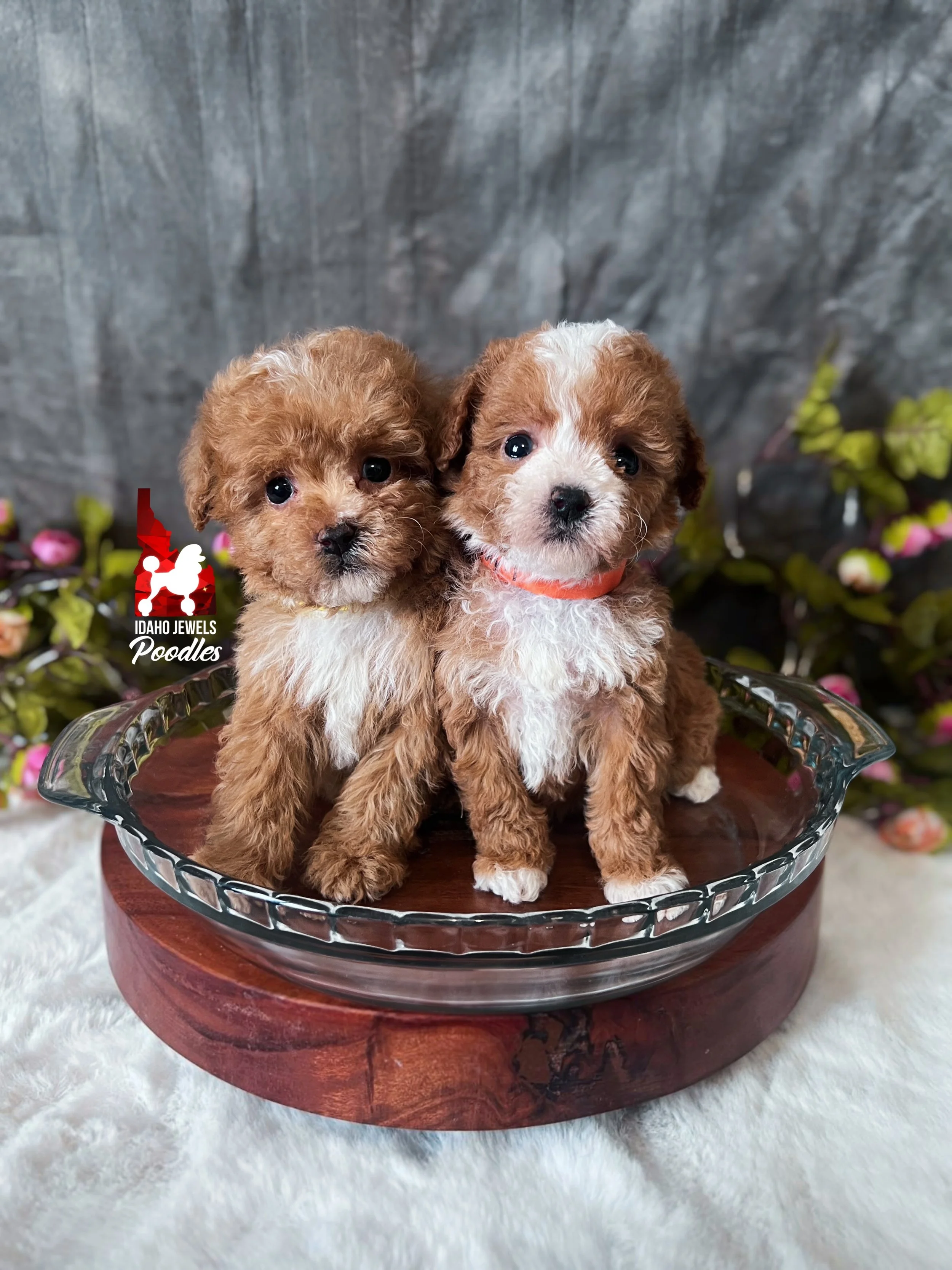 cupcake crumble w26 litter 6 wks girls.jpg (Copy)