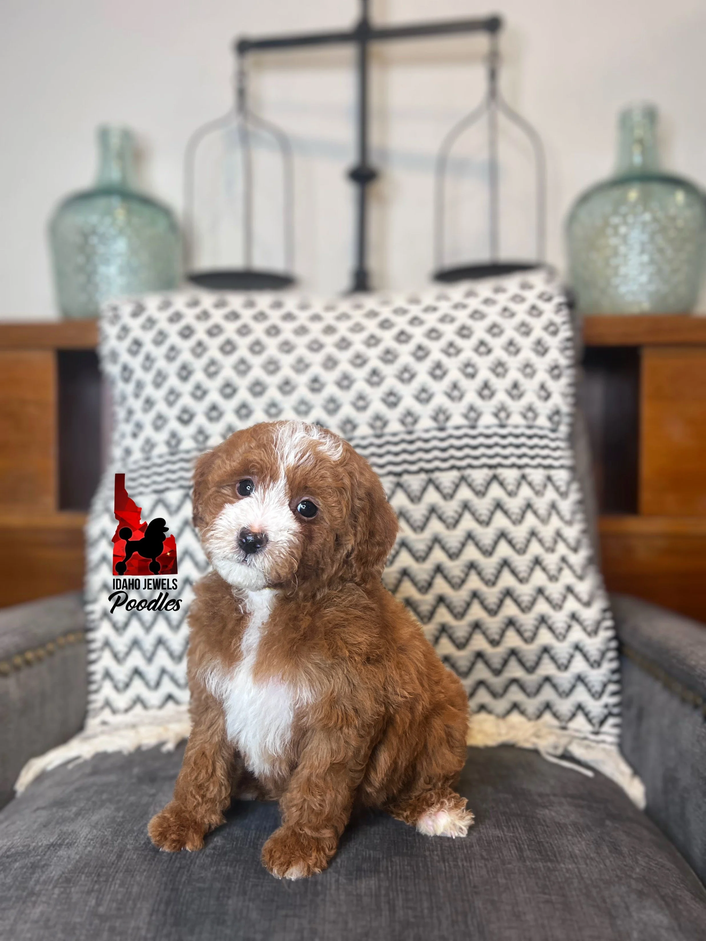 Daisy - 8 wks-2.jpg