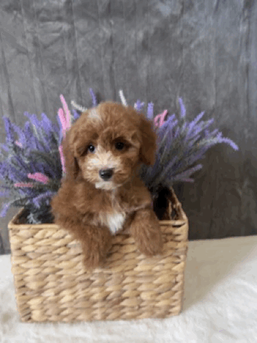 Florence head tilt.GIF