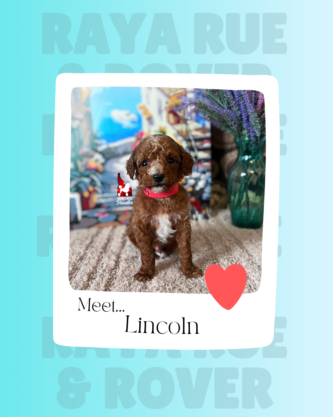 Meet Lincoln.png