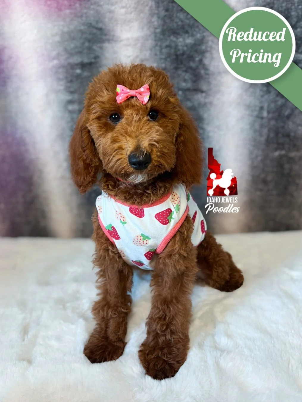 Audrey, Red Large Mini Poodle Girl~ Pet