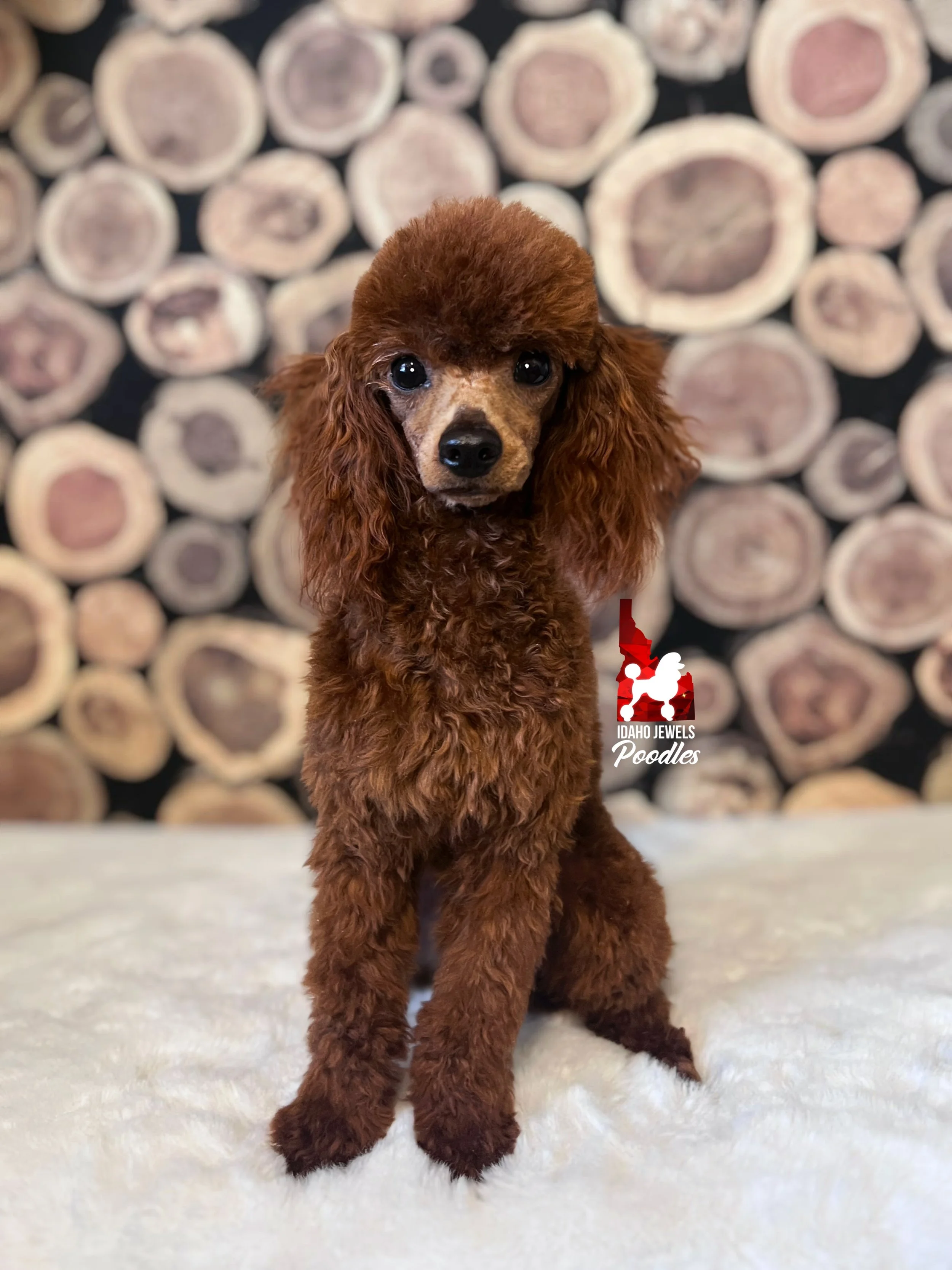 Chili Bean Shaved Face-1.jpg