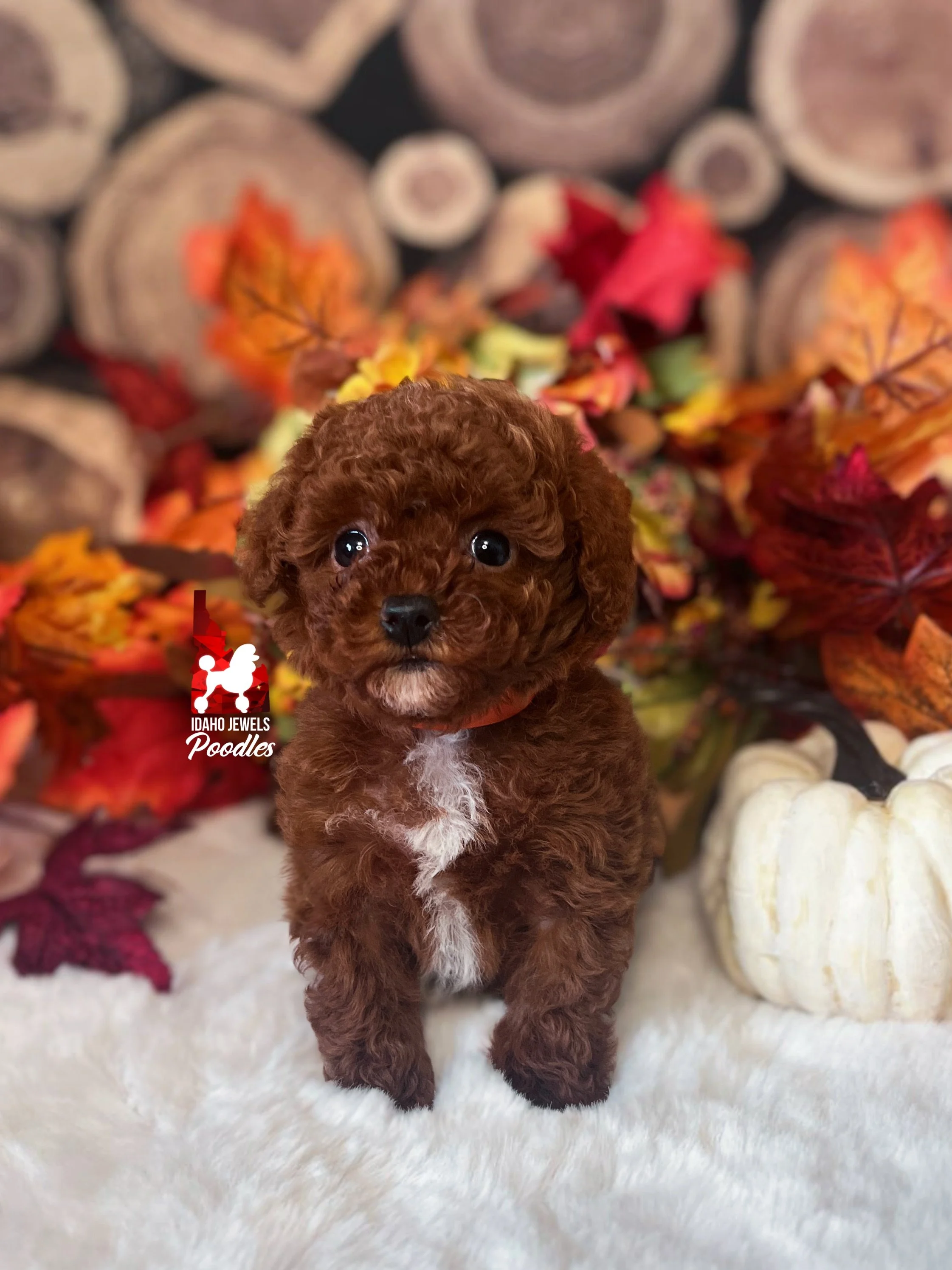 Dolly - 6 wks-1.jpg