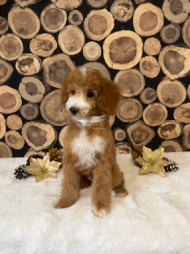 Ranger head tilt.gif