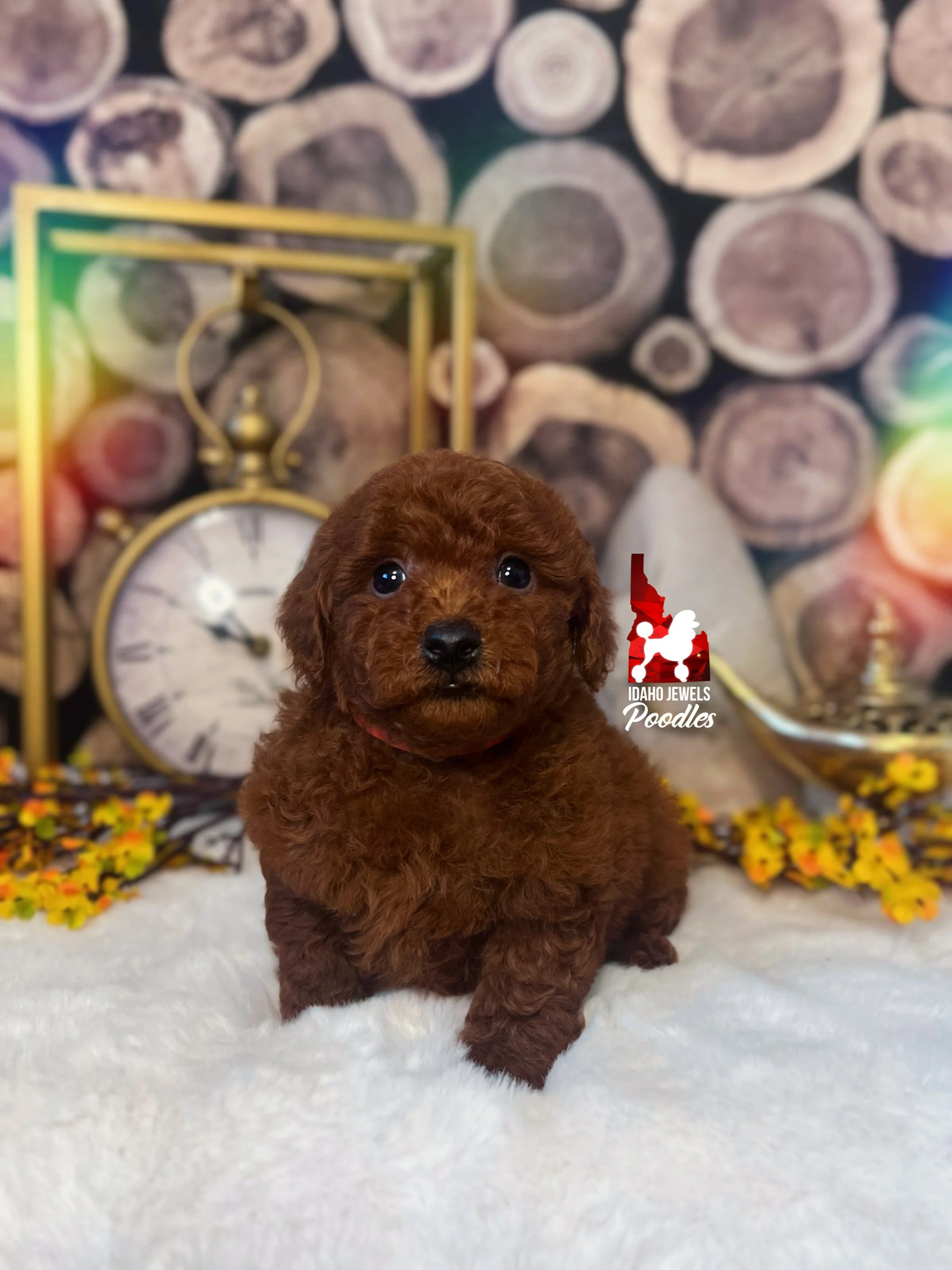 Simba - 6 wks-1.jpg