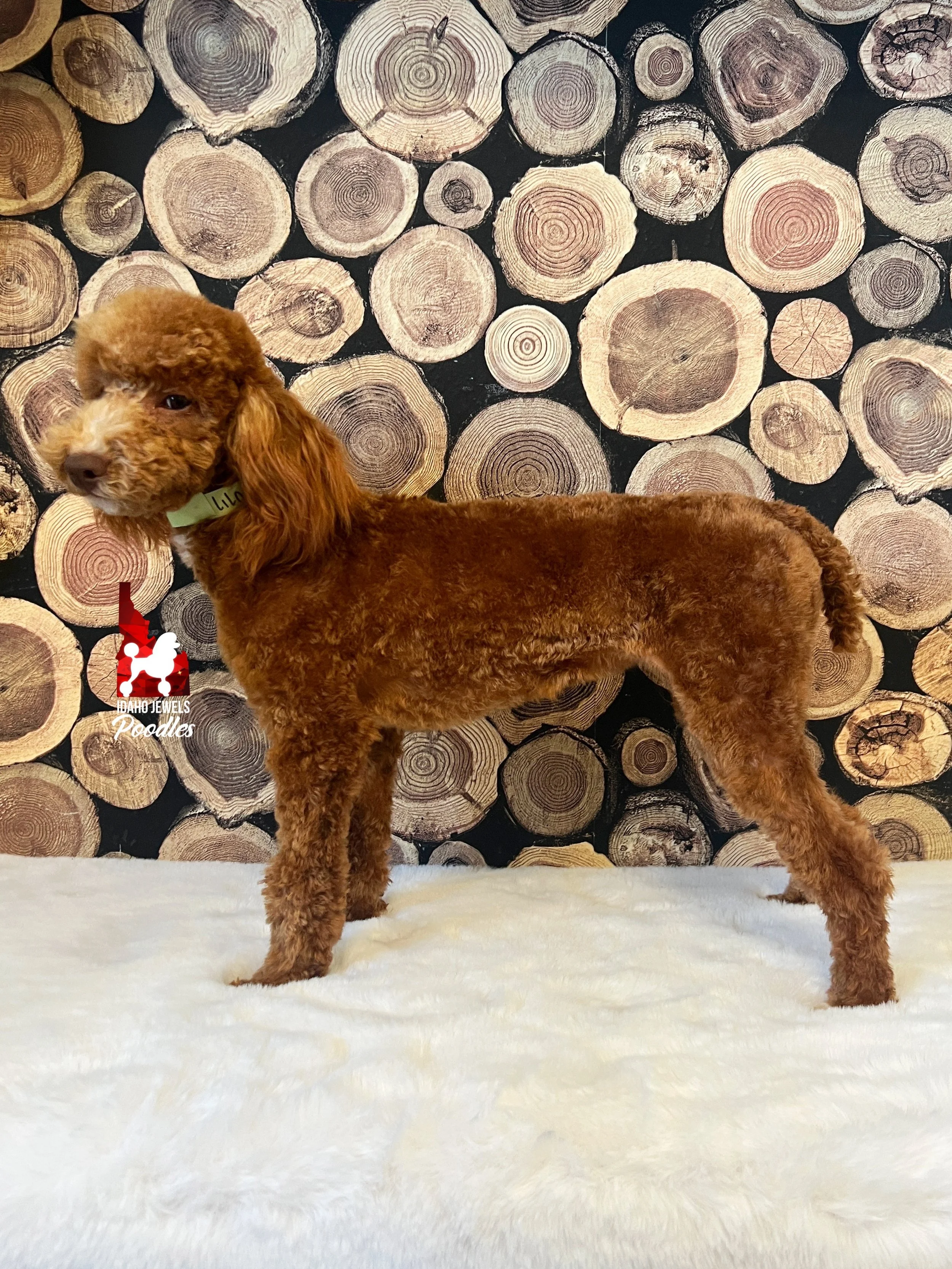 Lilo - Aug 2025 (6).jpeg