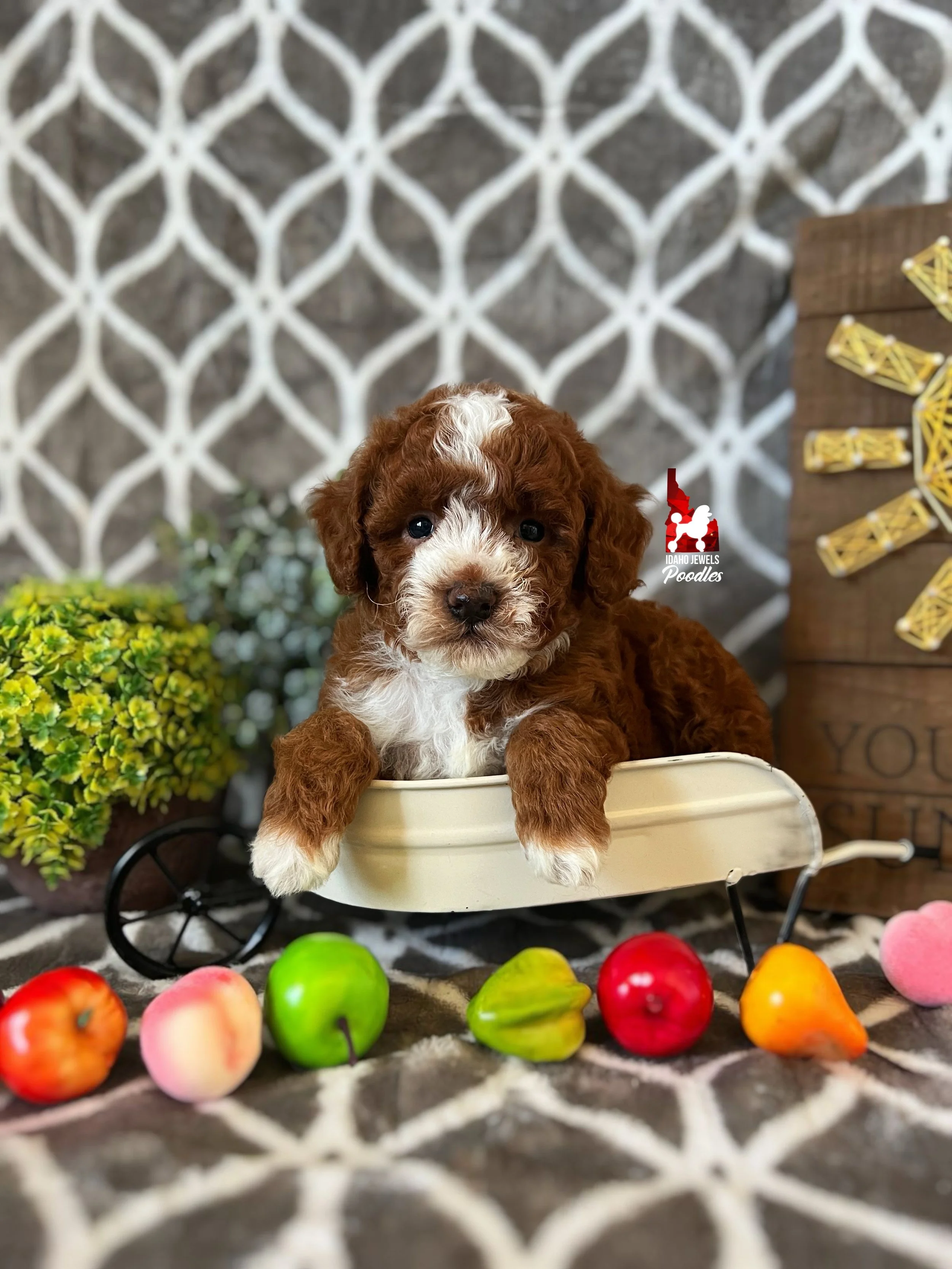 Carson - 6 wks (3).jpeg