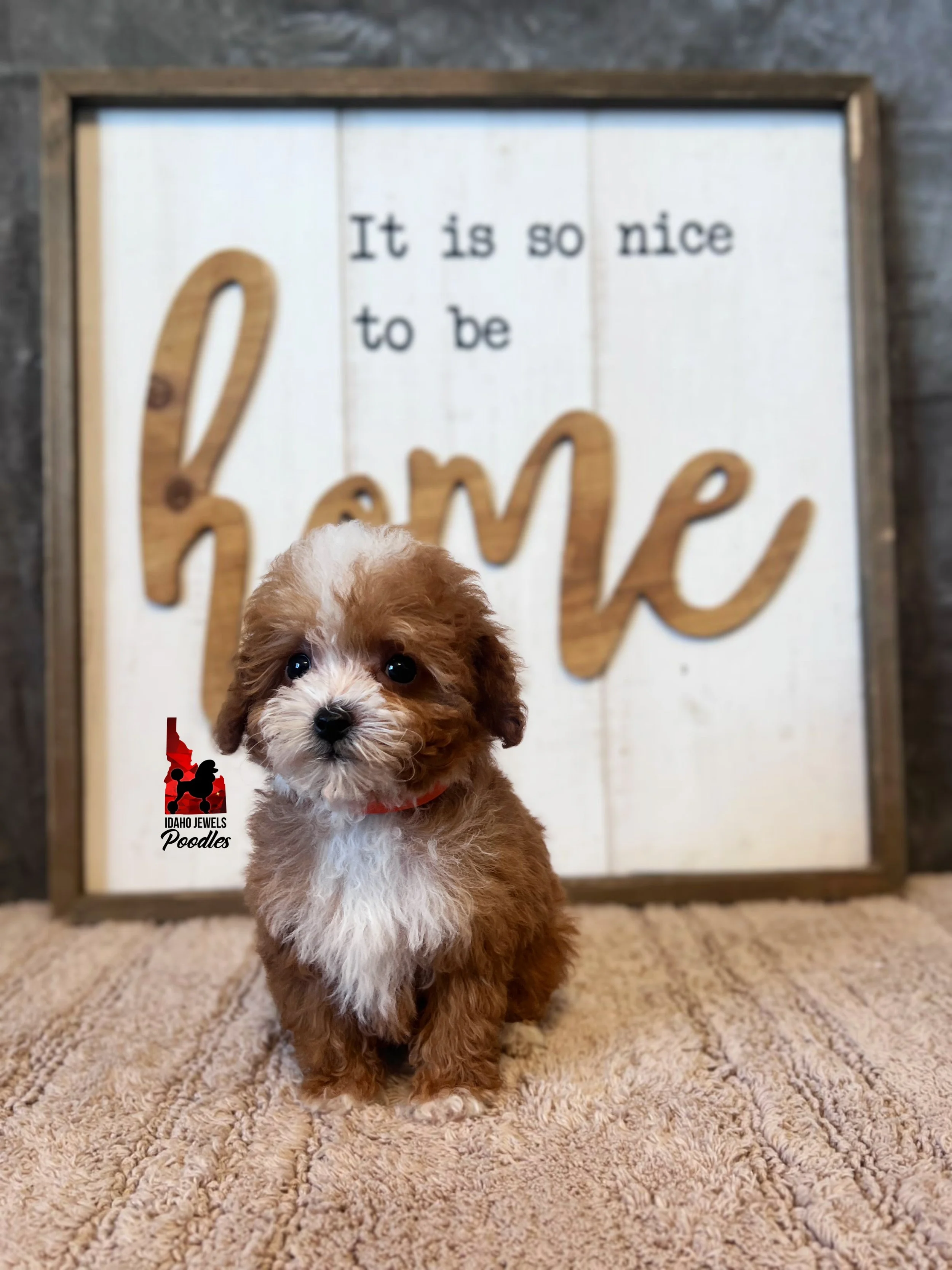 Peach - 10 wks-1.jpg