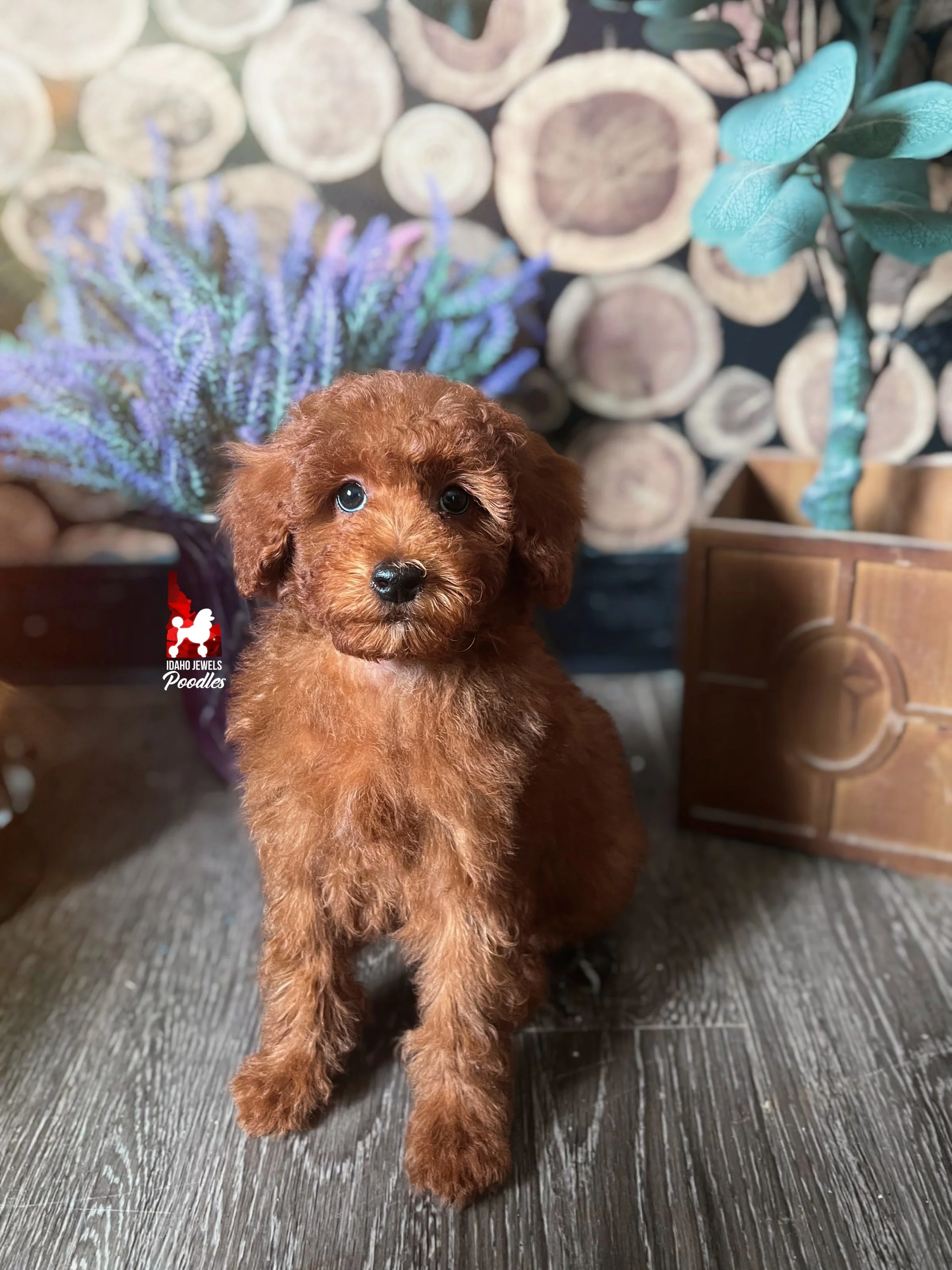 Graham, Red Small Mini Poodle Boy~ Breeder or Pet