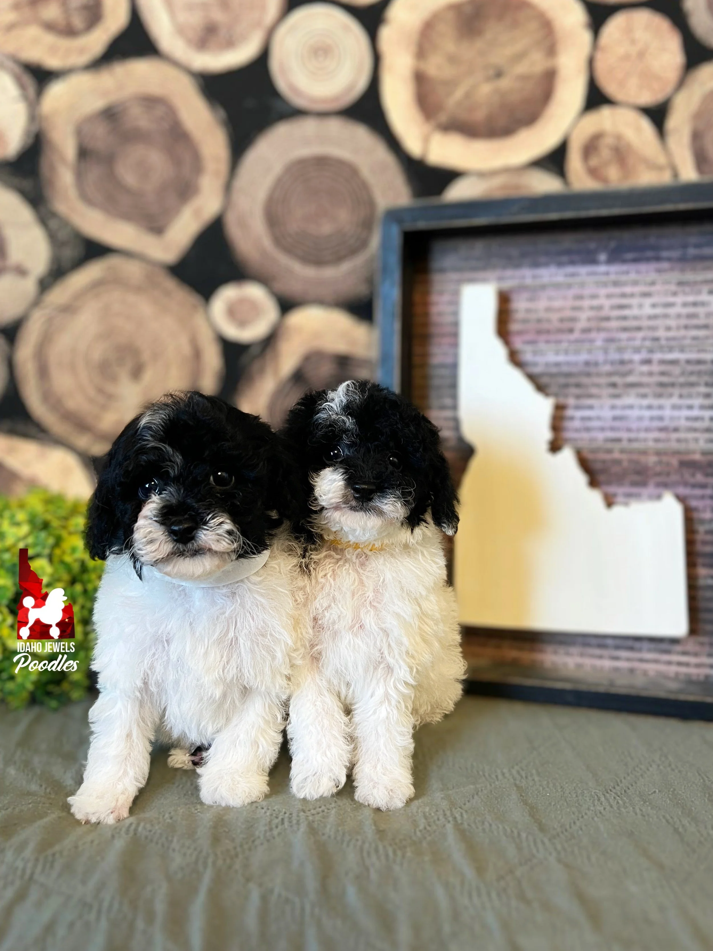 Kit Kat & Pegasus' SP25 Litter - 6 wks.jpeg