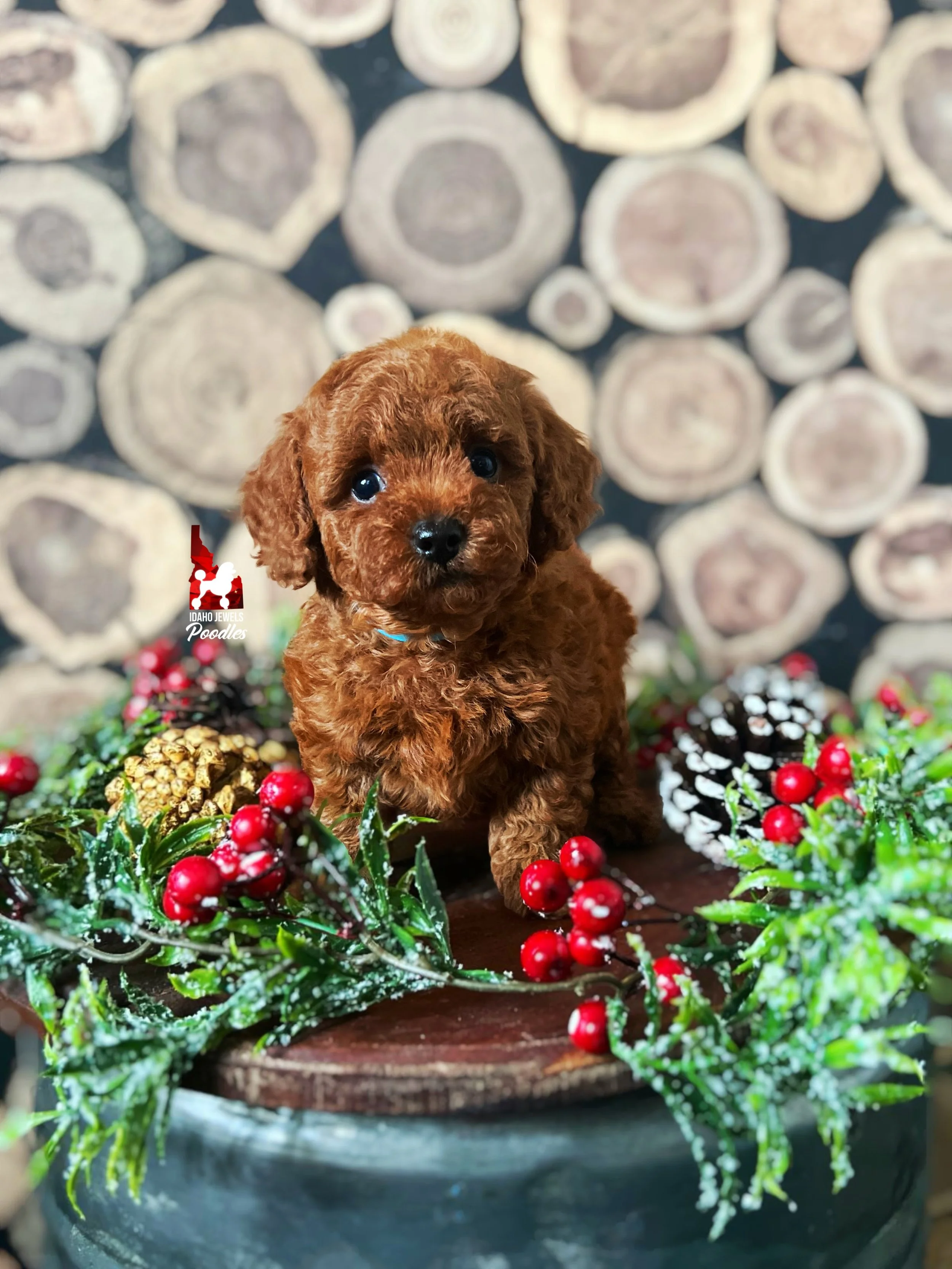 Buddy - 6 wks (2).jpg