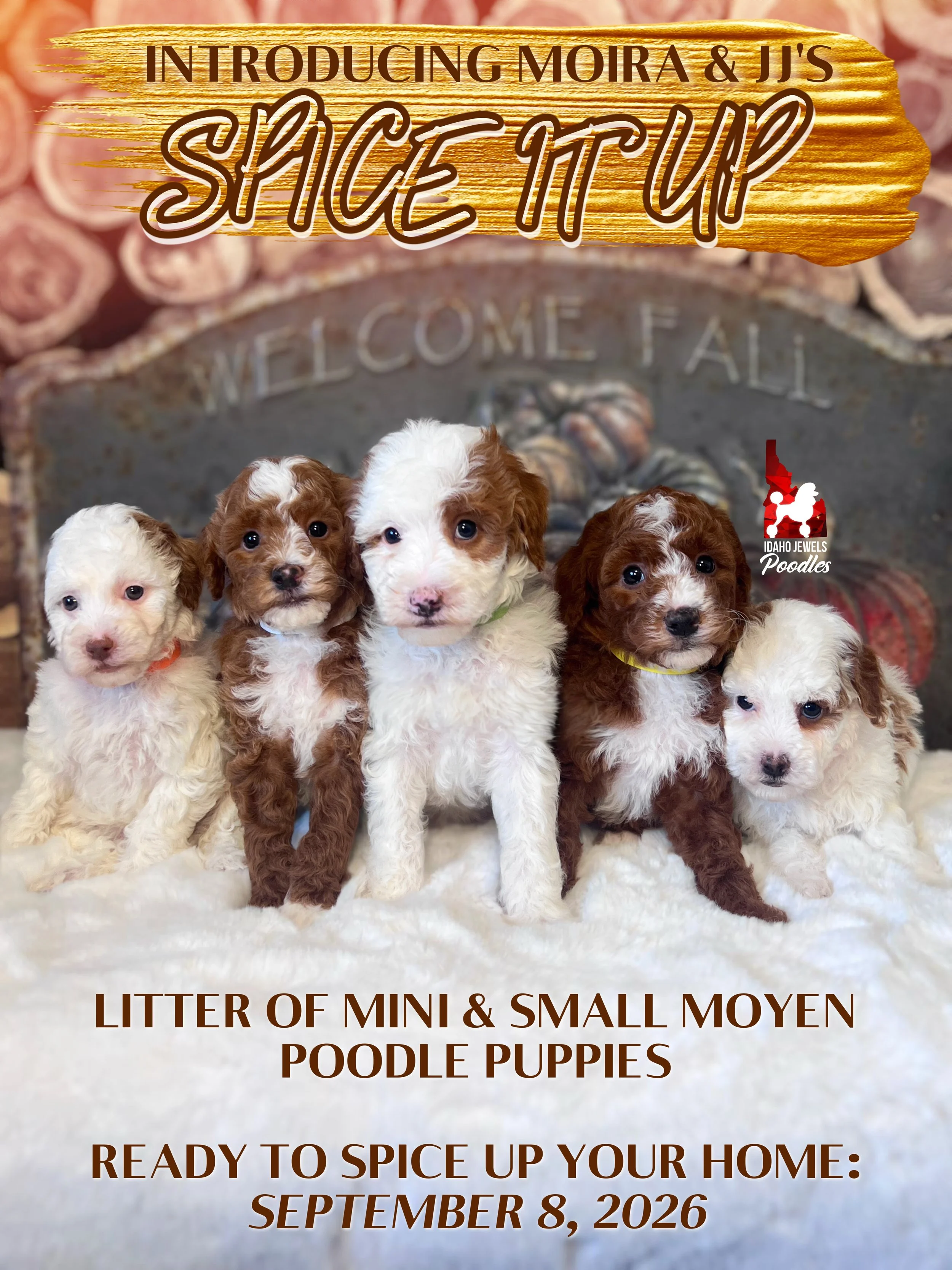 INTRO Moira S26 Litter - 6 wks.jpg (Copy) (Copy) (Copy)